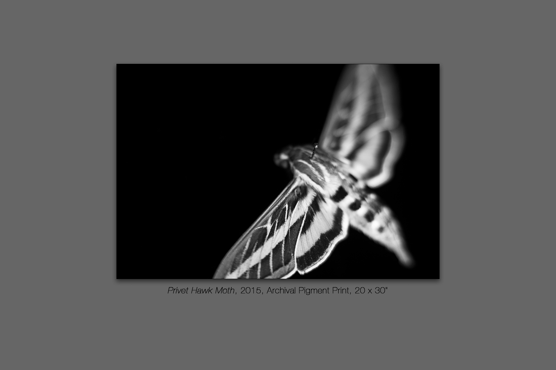 Privet Hawk Moth, 2015