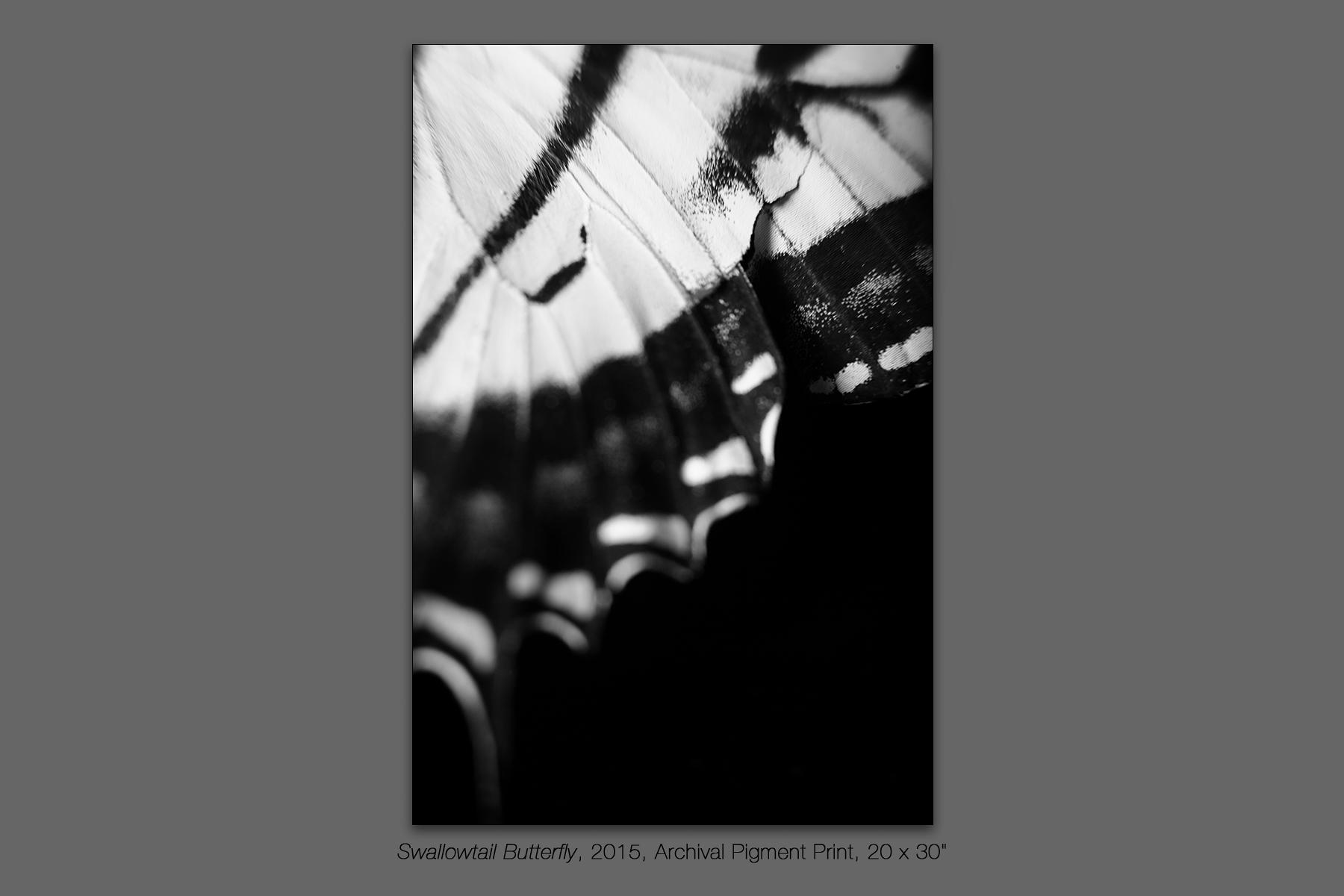 Swallowtail Butterfly, 2015