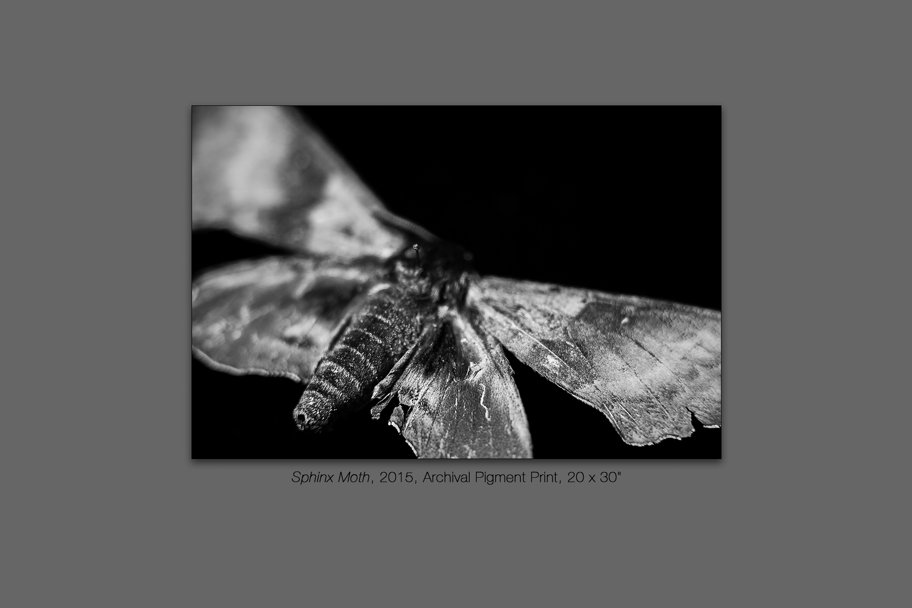 Sphinx Moth, 2015