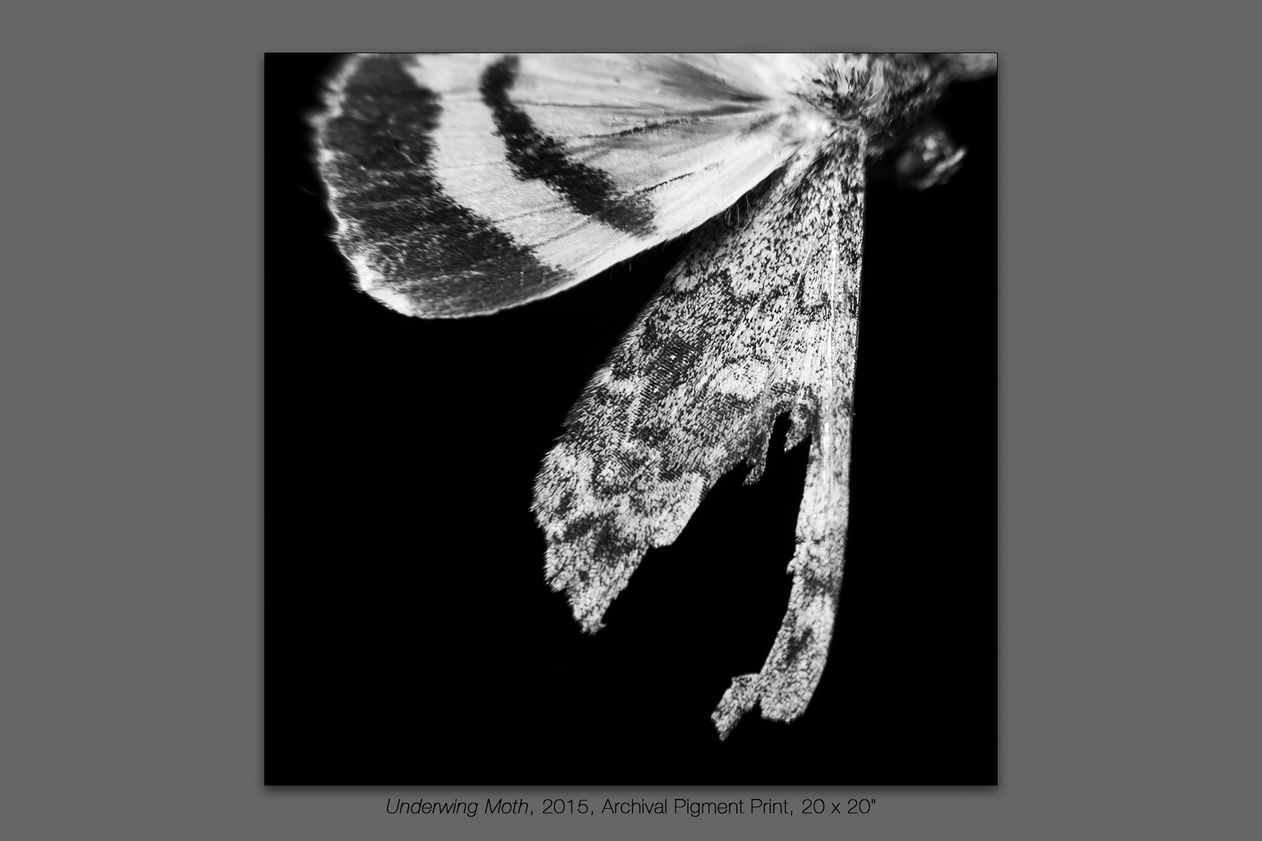 Underwing Moth, 2015