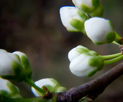 Along the River's Edge (Boise River Botanicals)