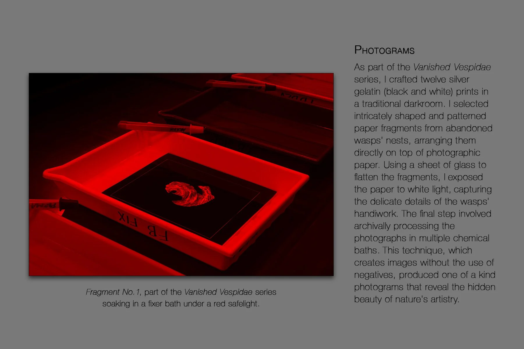 donahue_photograms.jpg