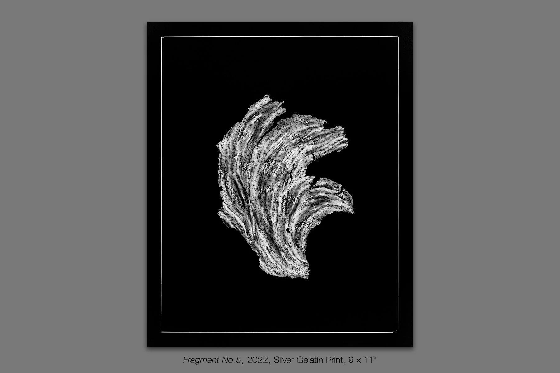 donahue_vespidae_photogram_5.jpg