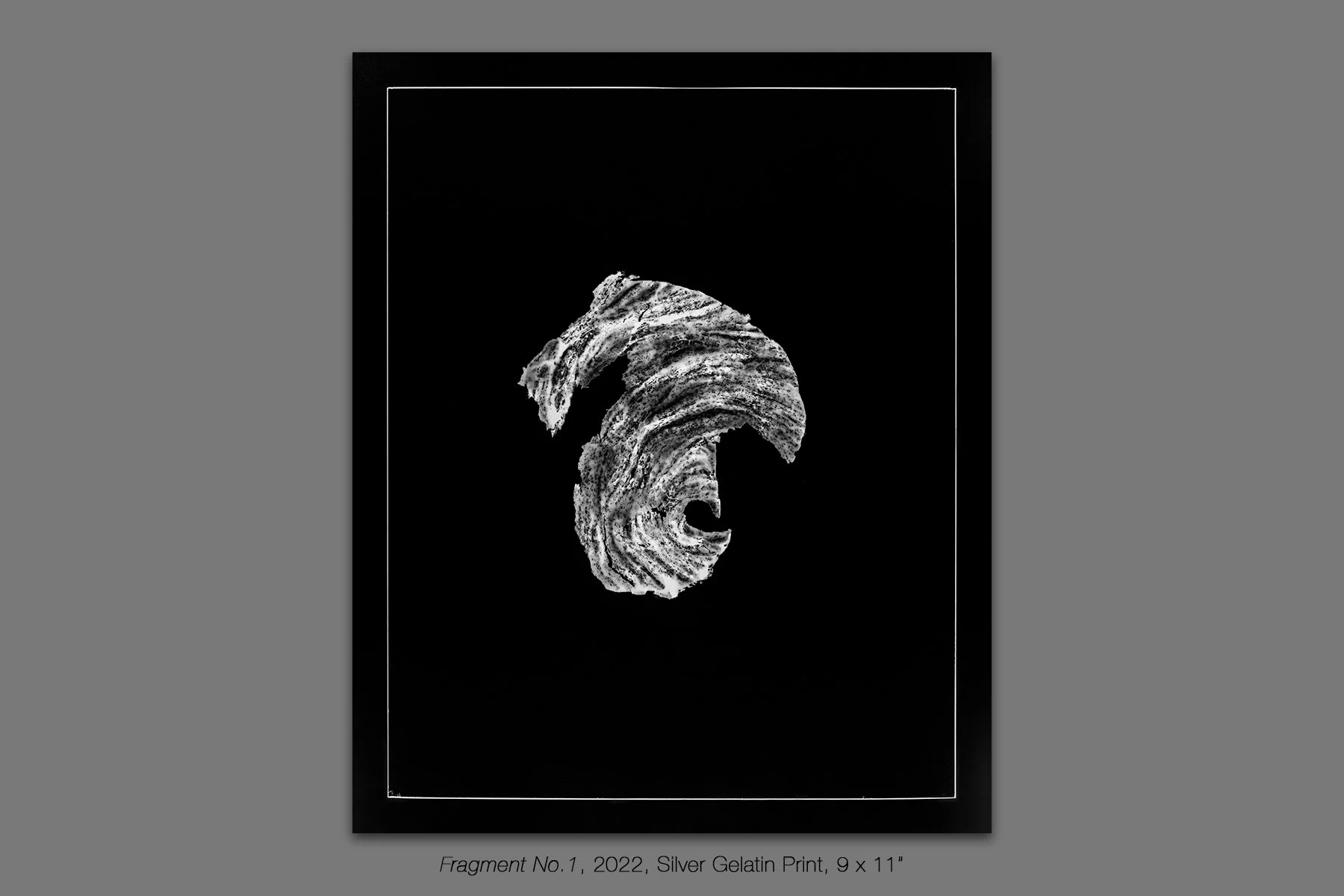 donahue_vespidae_photogram_1.jpg
