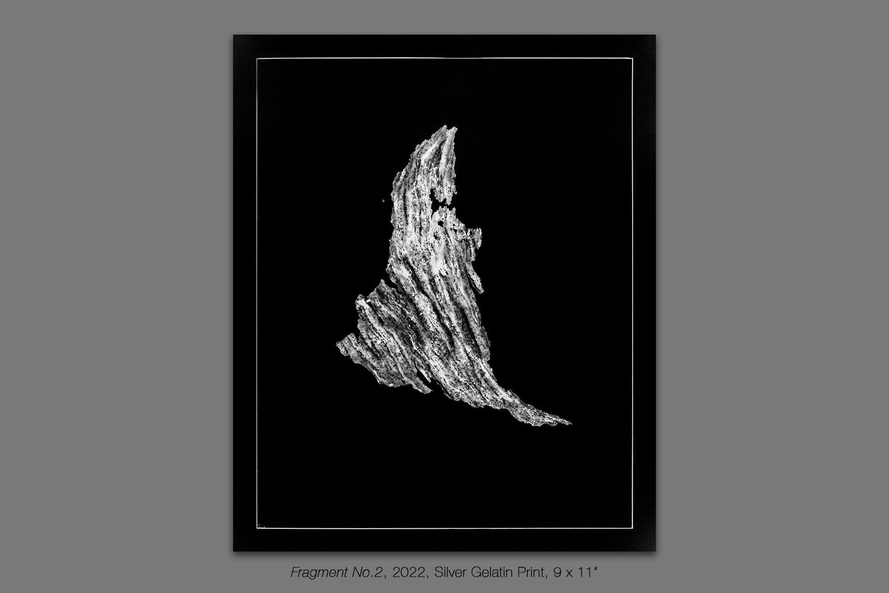 donahue_vespidae_photogram_2.jpg