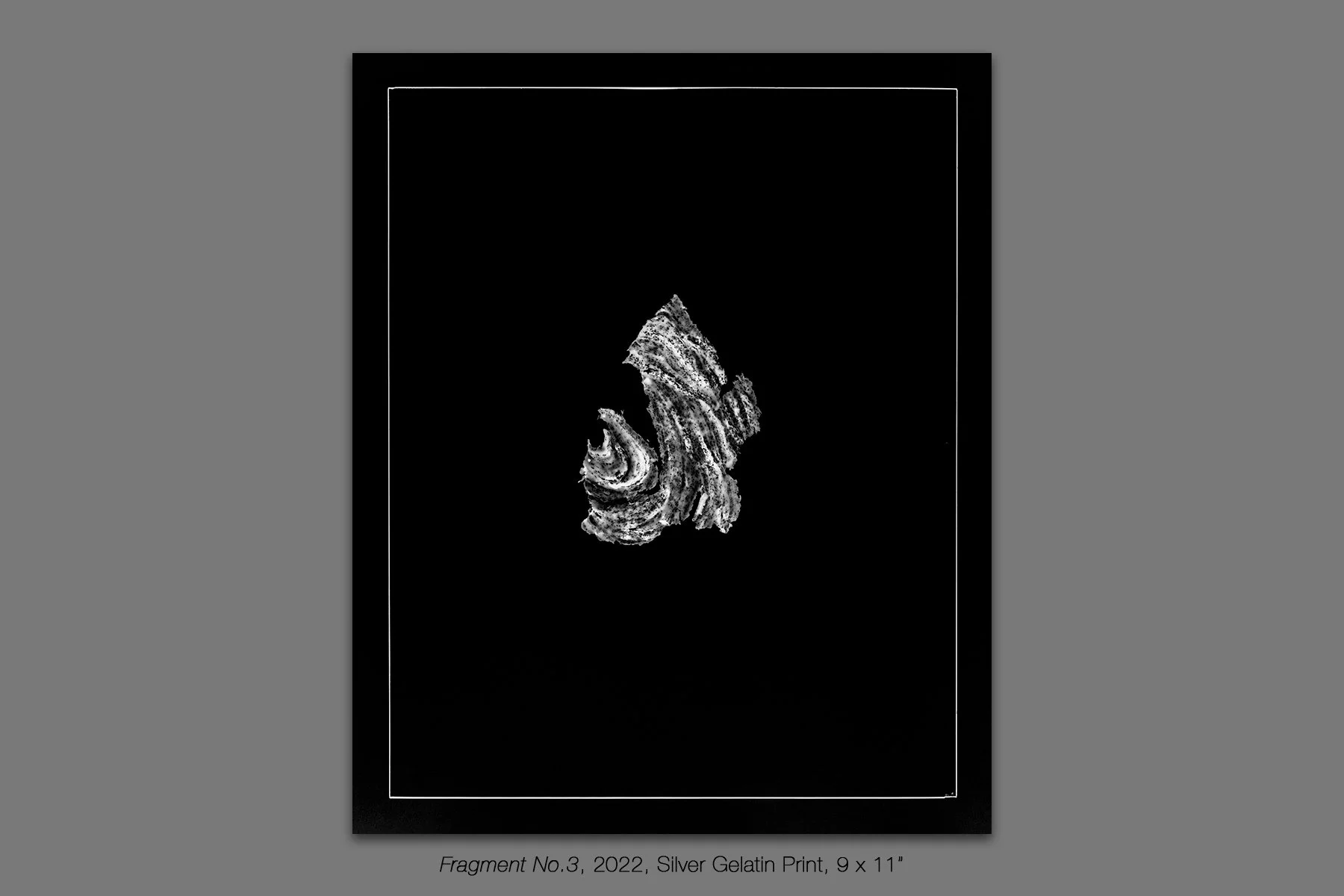 donahue_vespidae_photogram_3.jpg