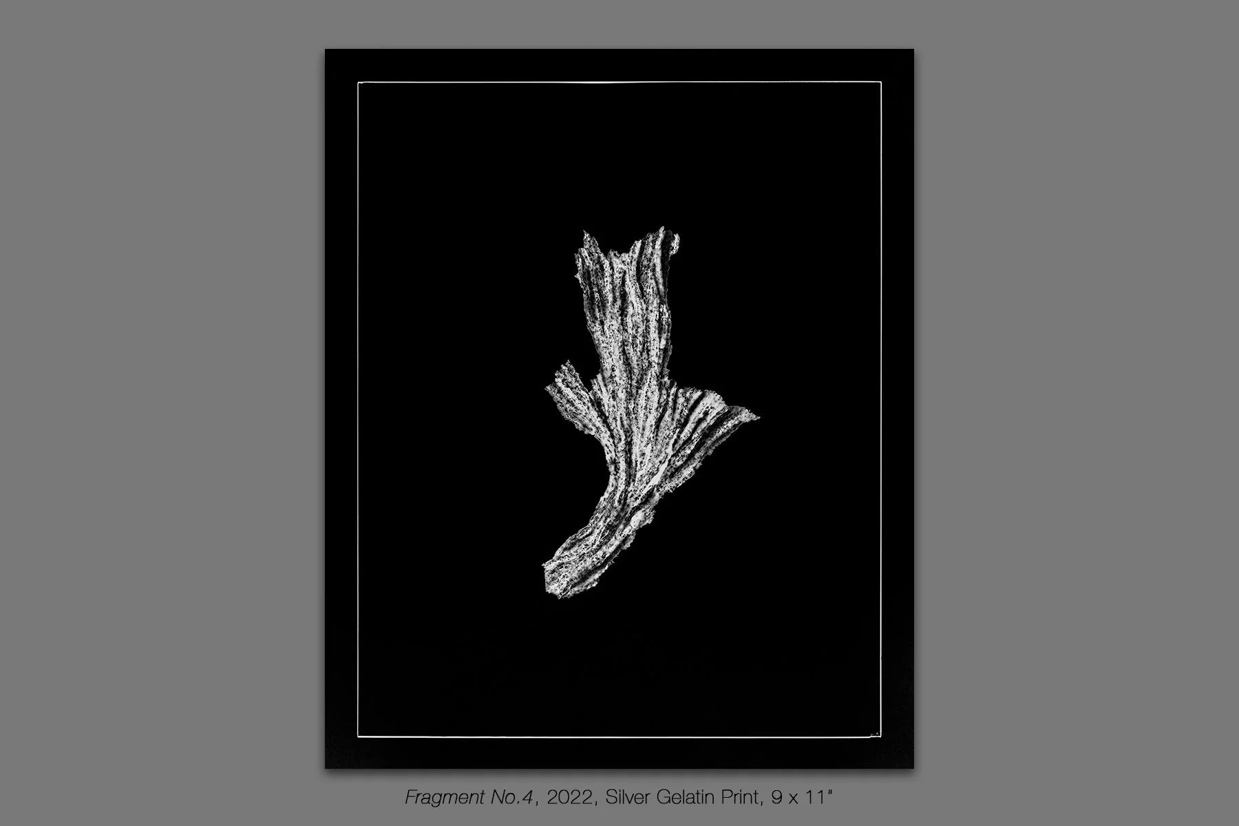 donahue_vespidae_photogram_4.jpg