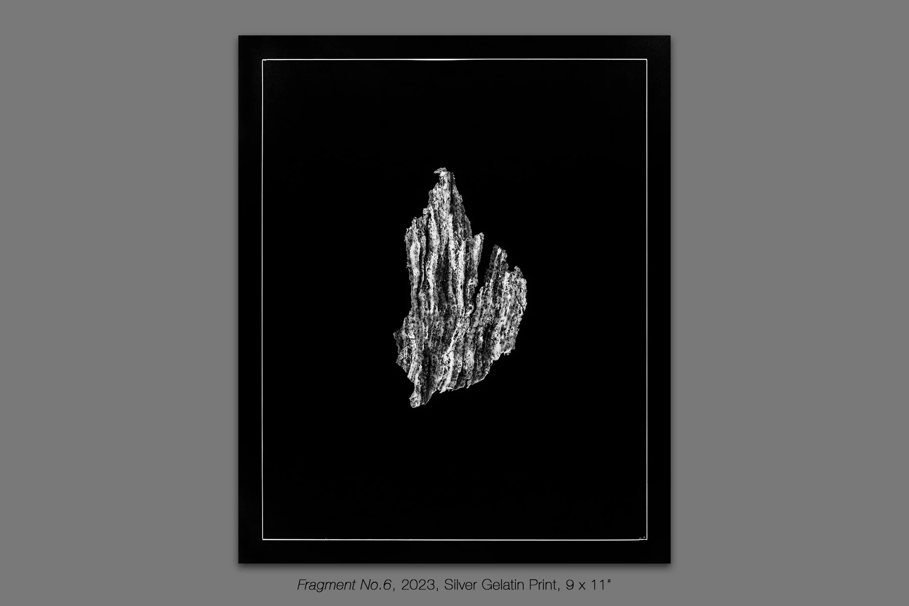 donahue_vespidae_photogram_6.jpg