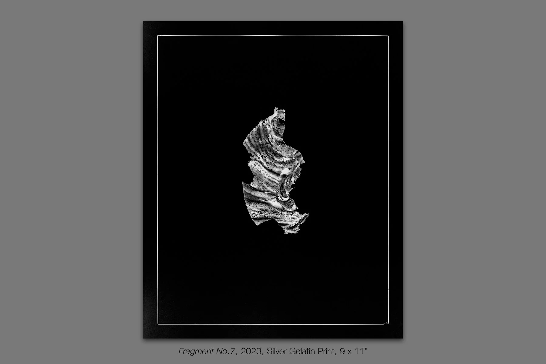 donahue_vespidae_photogram_7.jpg