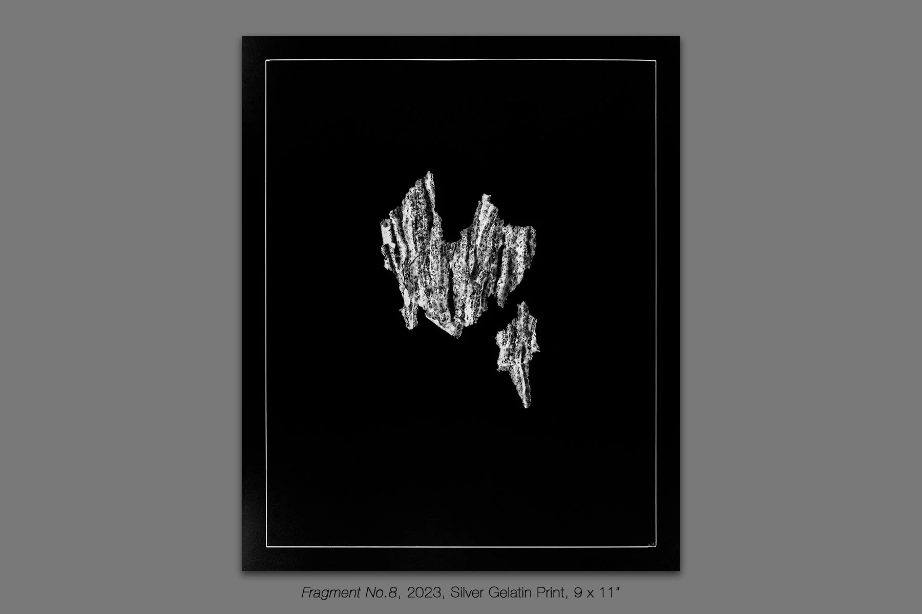 donahue_vespidae_photogram_8.jpg