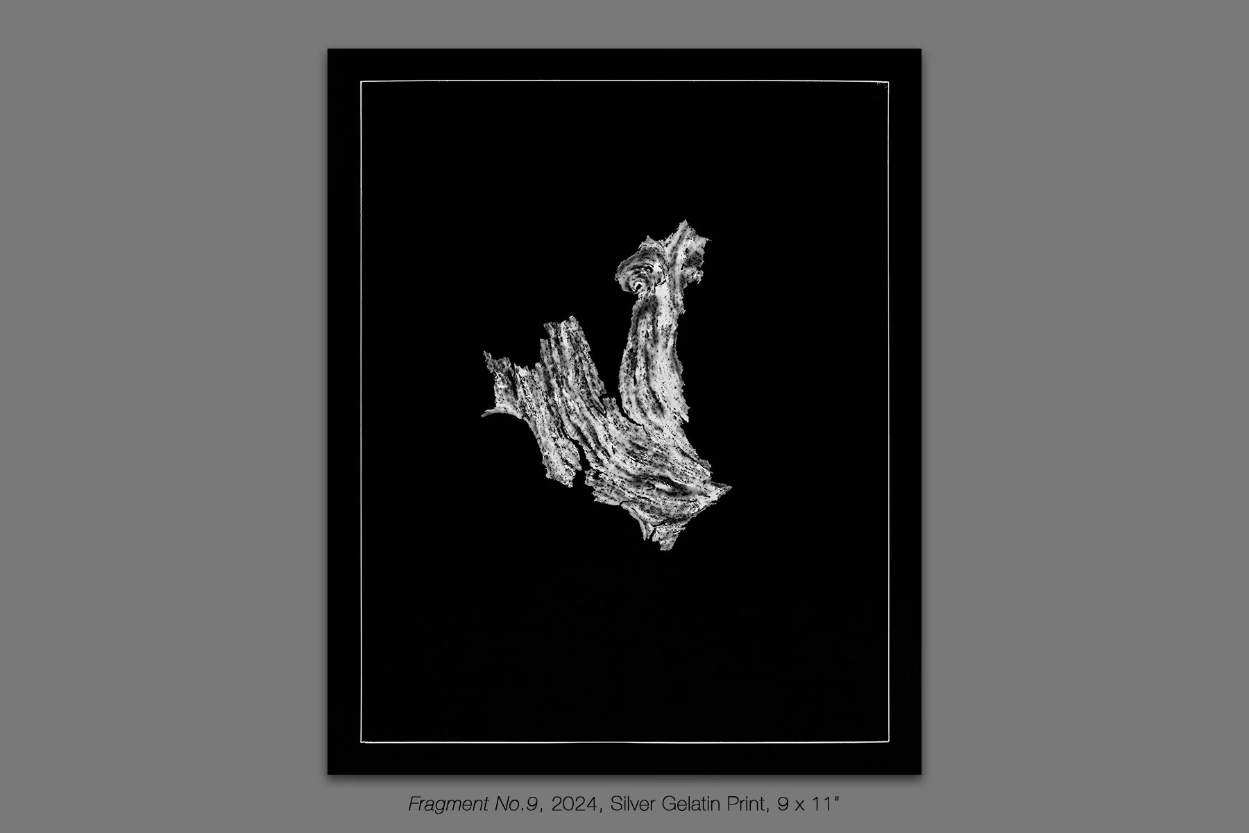 donahue_vespidae_photogram_9.jpg