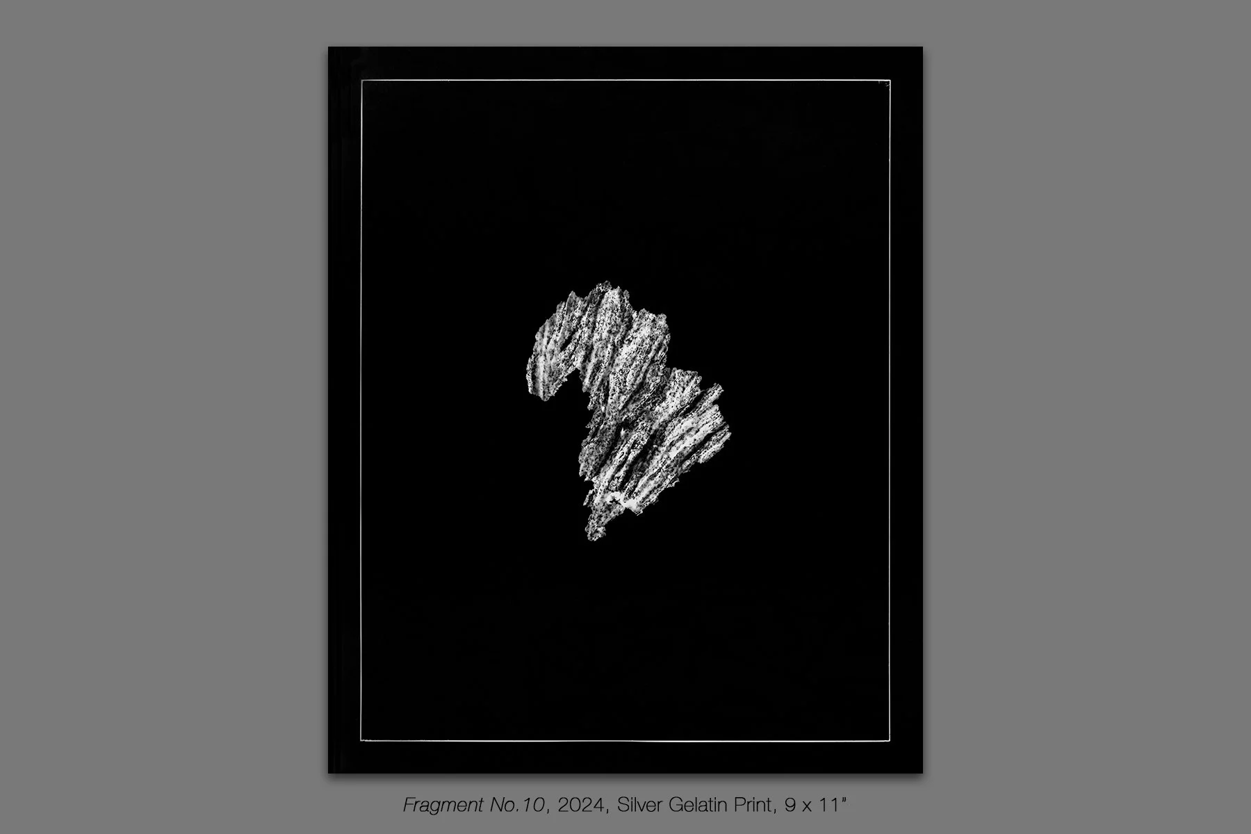 donahue_vespidae_photogram_10.jpg