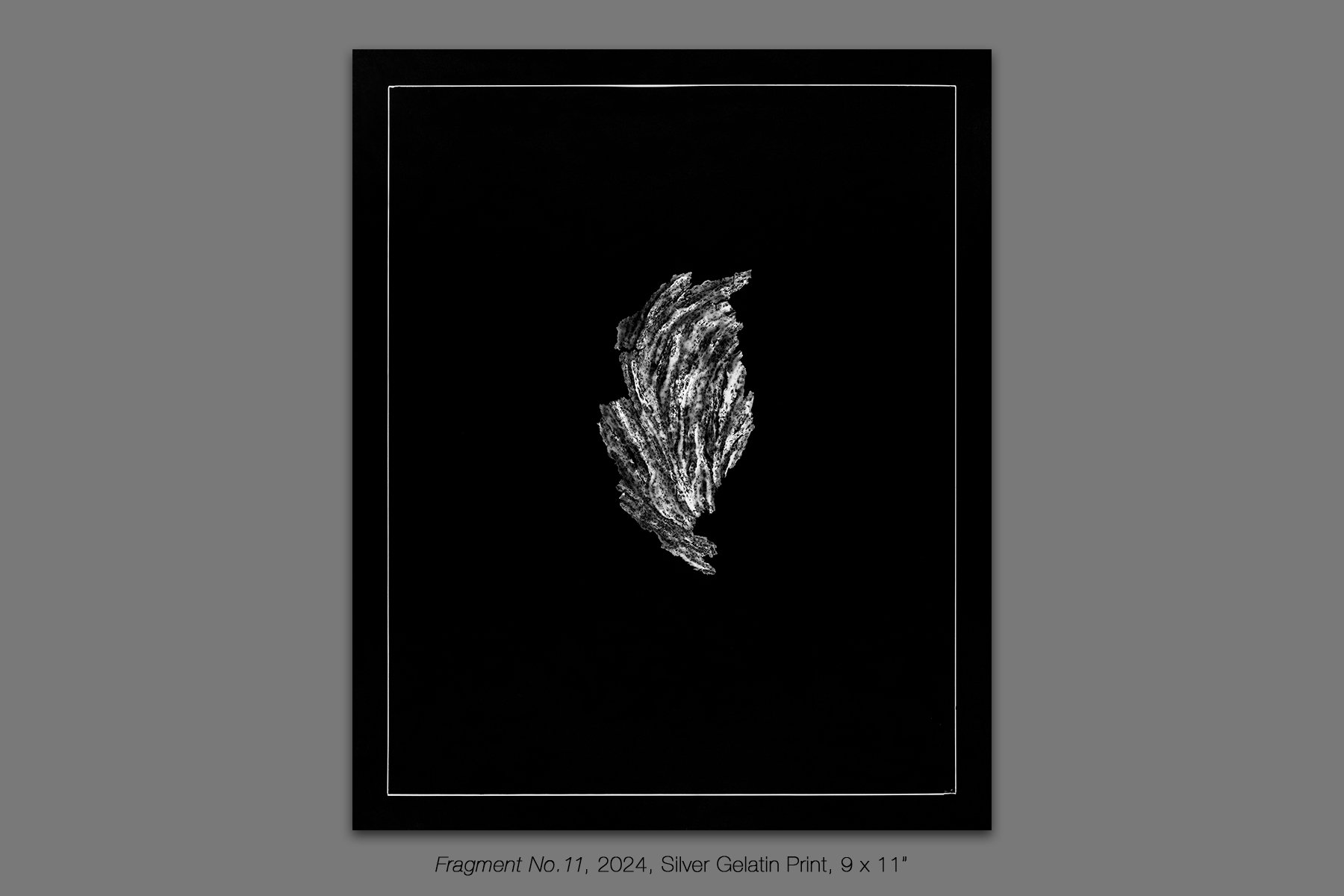 donahue_vespidae_photogram_11.jpg