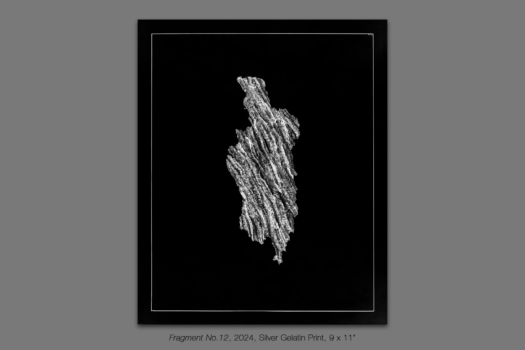 donahue_vespidae_photogram_12.jpg