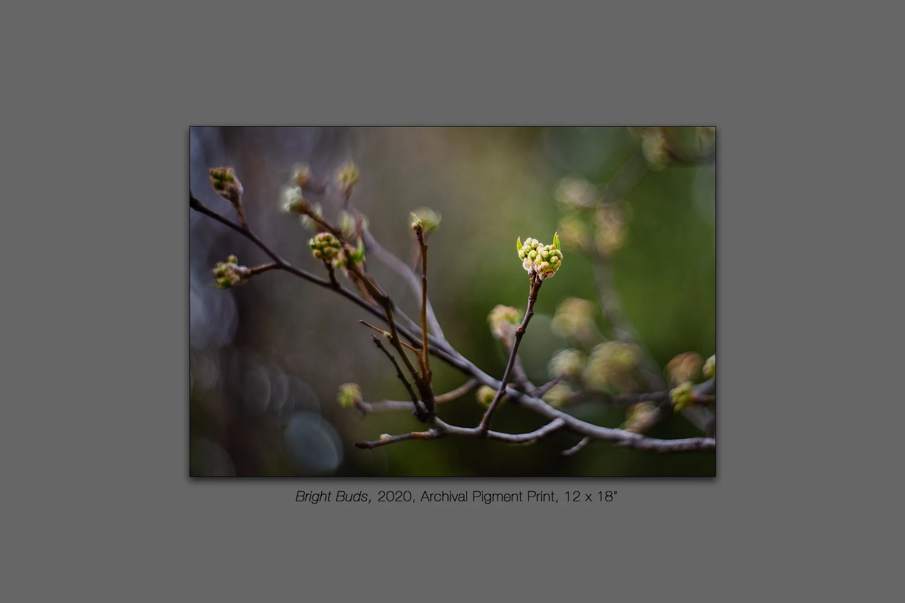 donahue_bright_buds.jpg