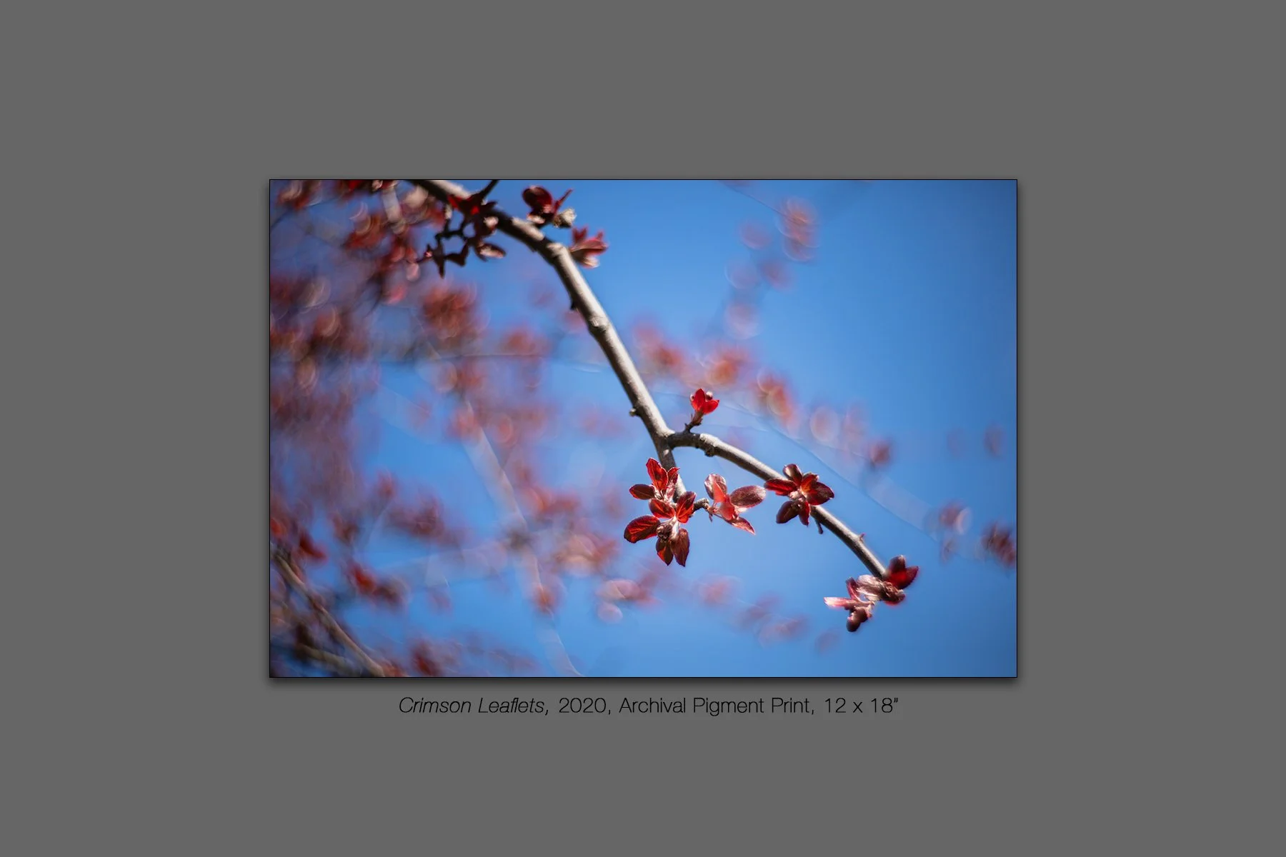 donahue_crimson_leaflets.jpg
