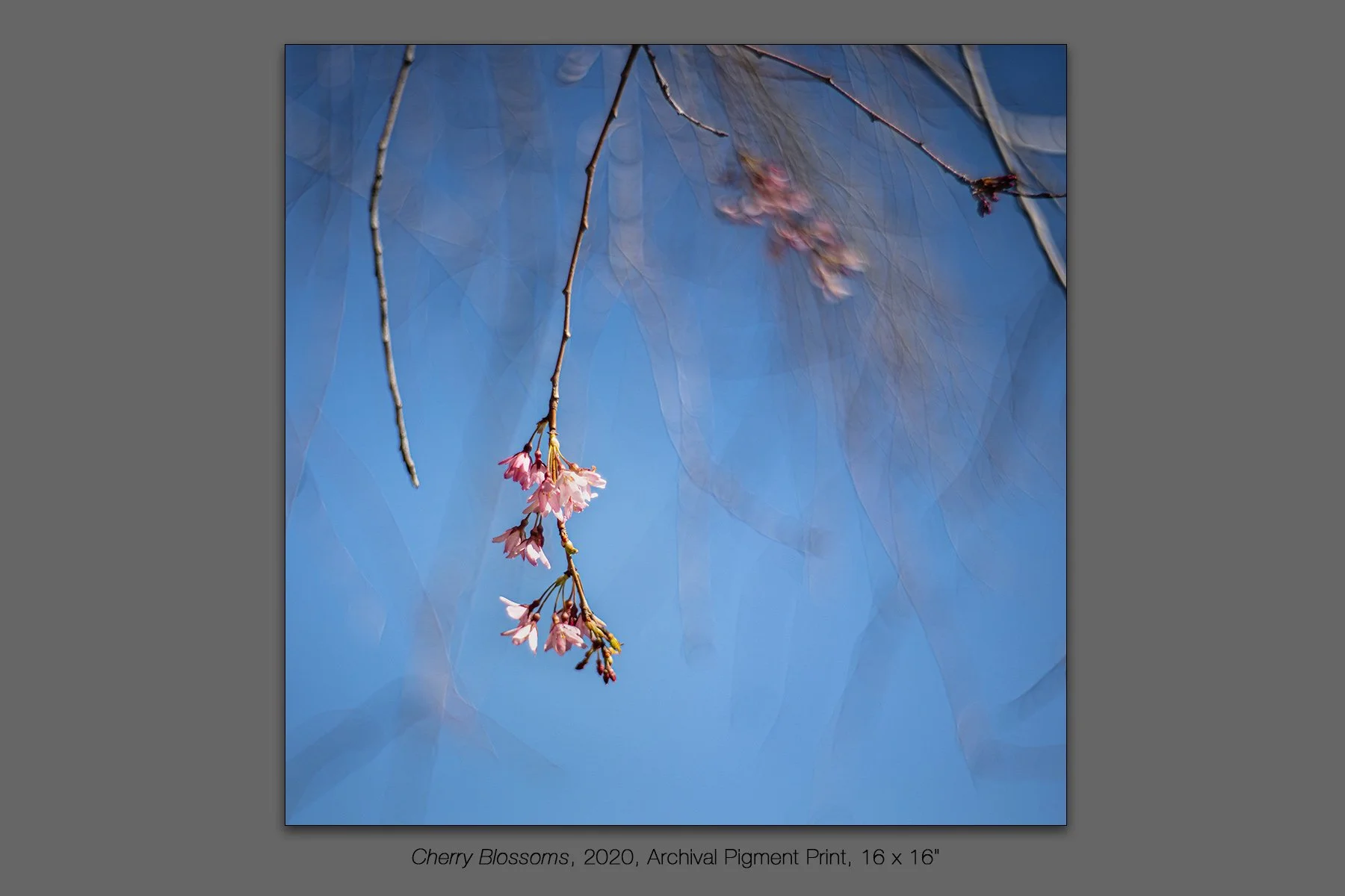 donahue_cherry_blossoms.jpg