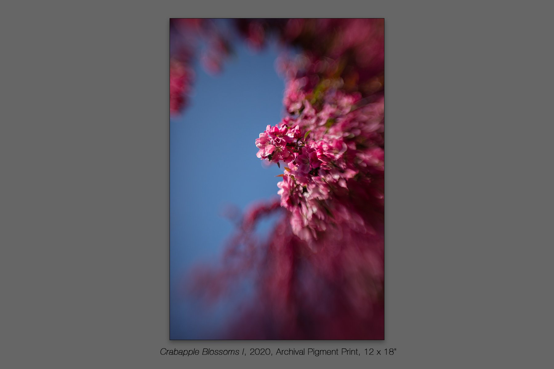 donahue_crabapple_blossoms_i.jpg