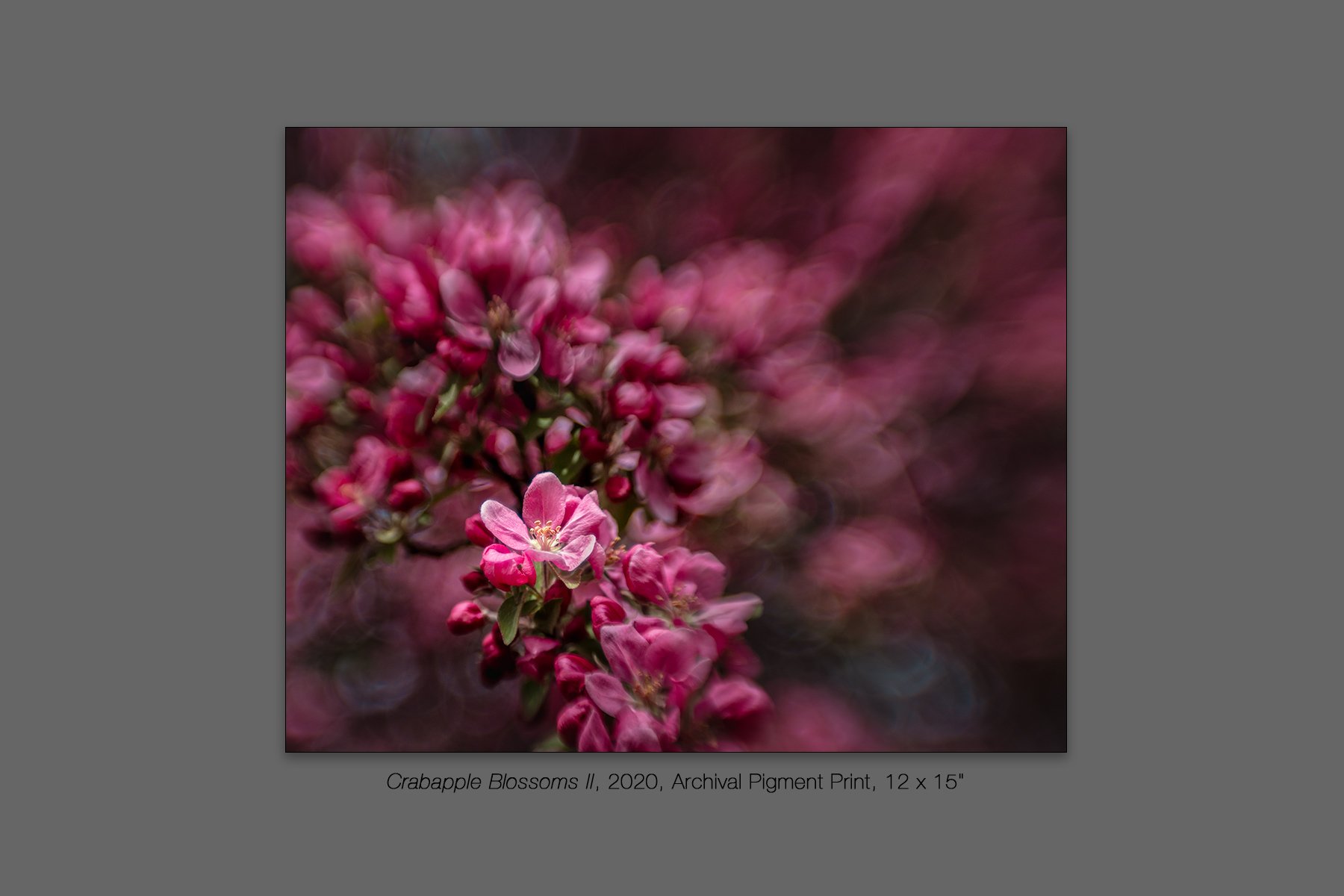 donahue_crabapple_blossoms_ii.jpg
