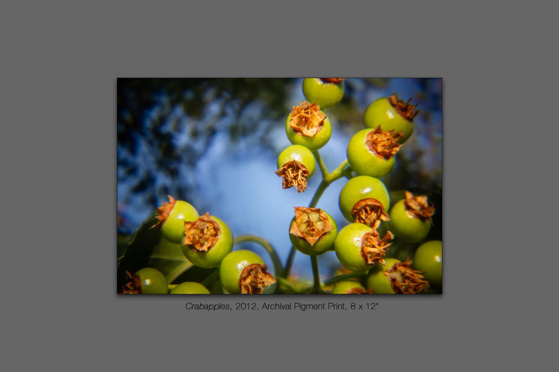 donahue_crabapples-1.jpg