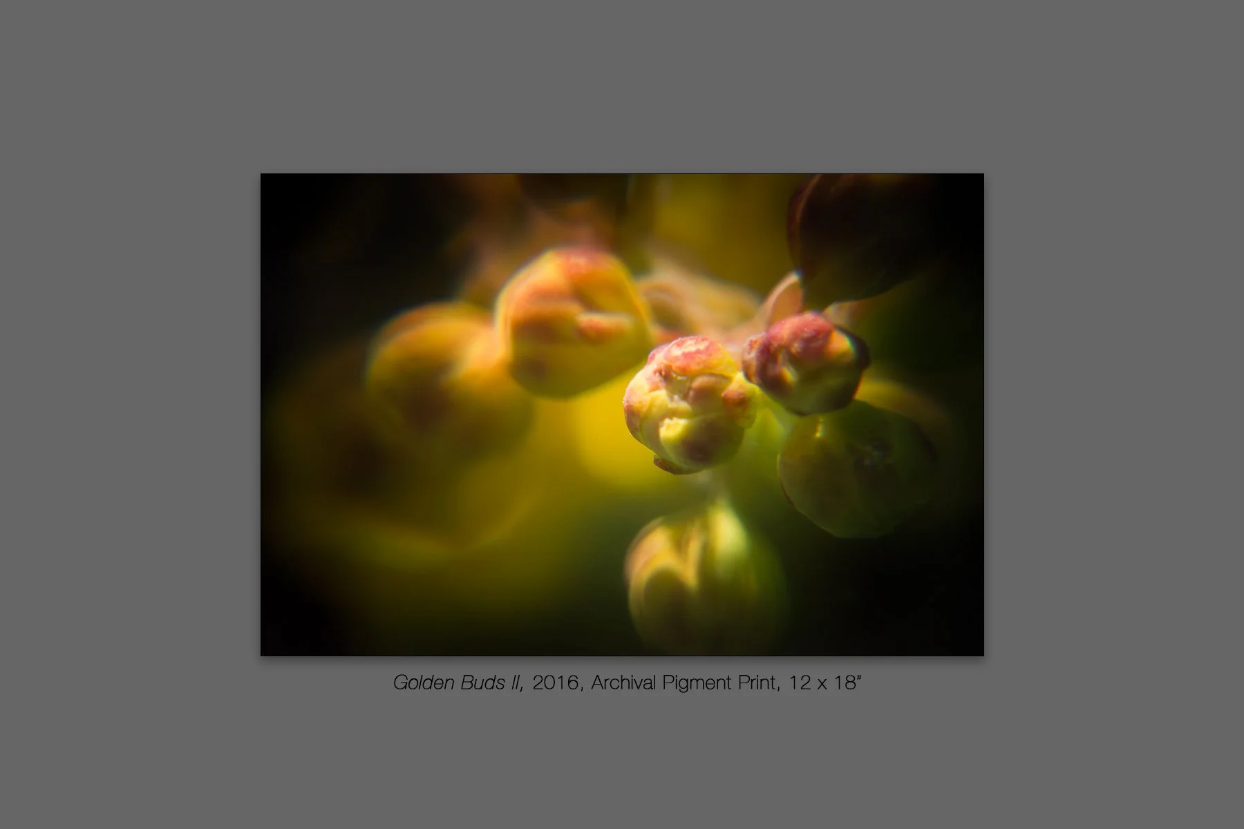 donahue_golden_buds_ii.jpg
