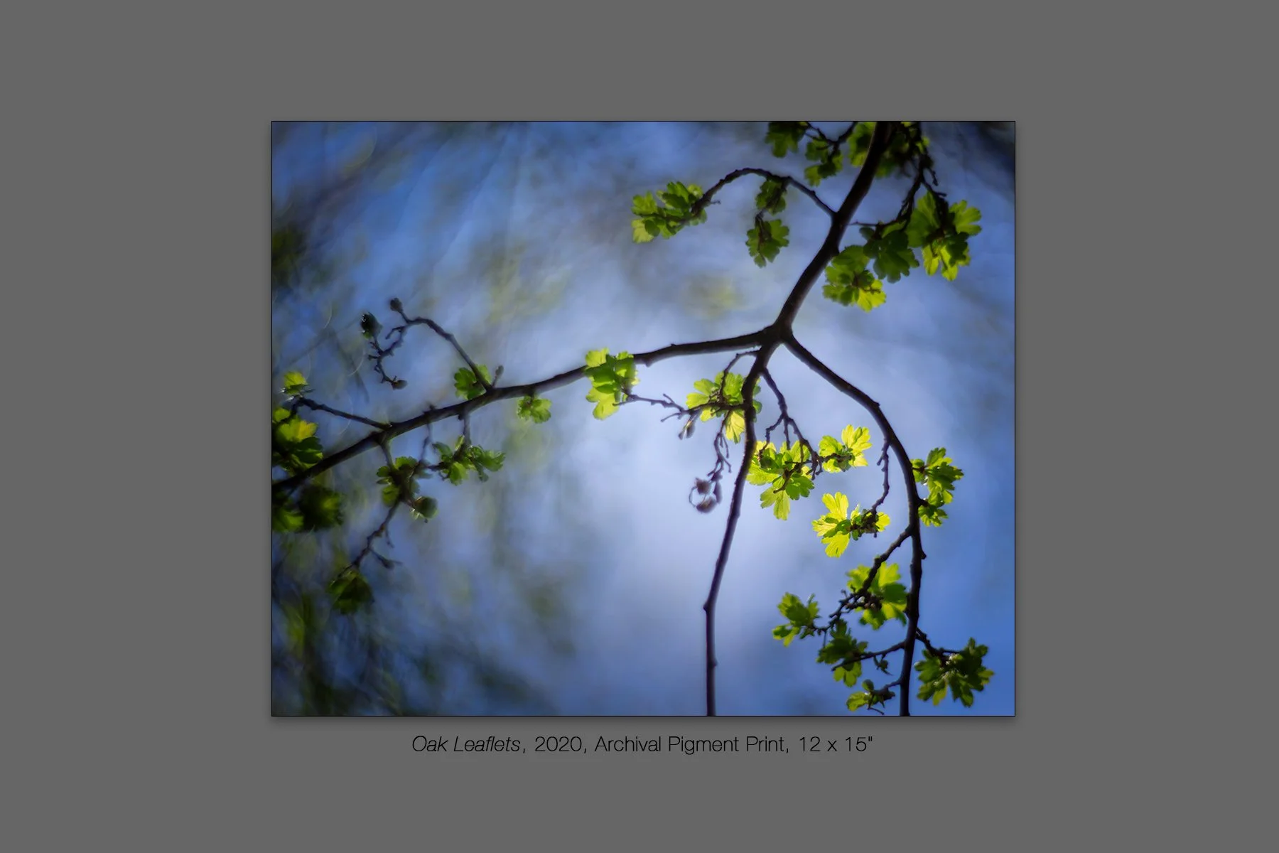 donahue_oak_leaflets.jpg