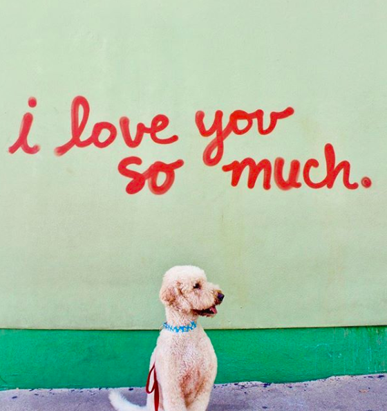 @wallace.the.goldendoodle via Instagram