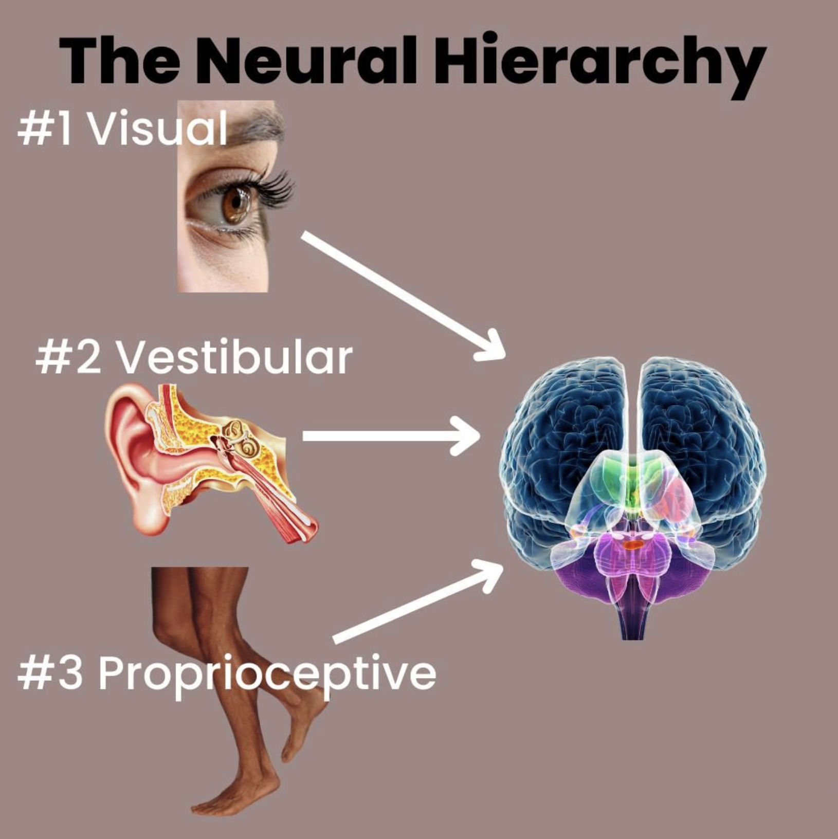 The Neural Hierarchy