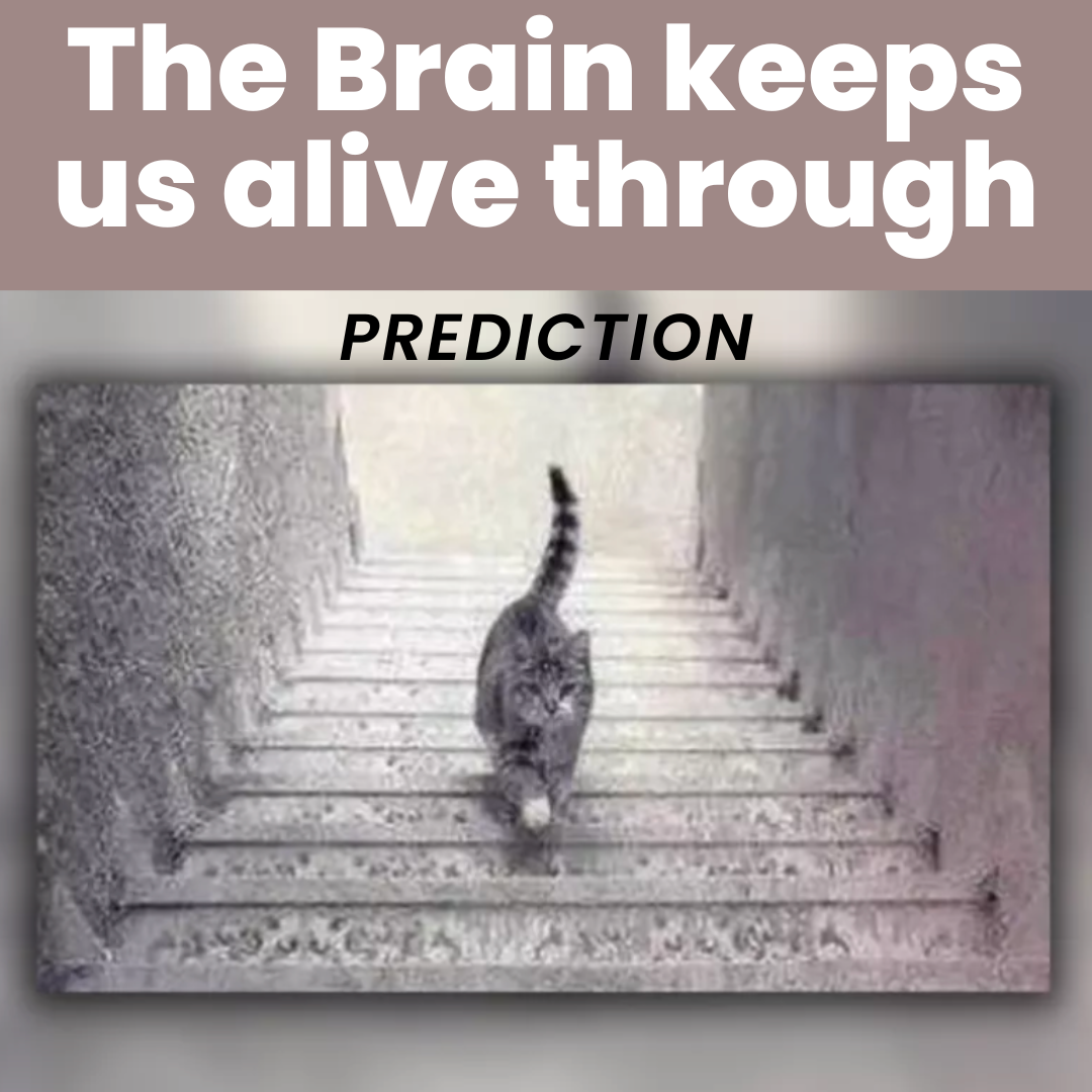 The Brain Keeps Alive Through Prediction