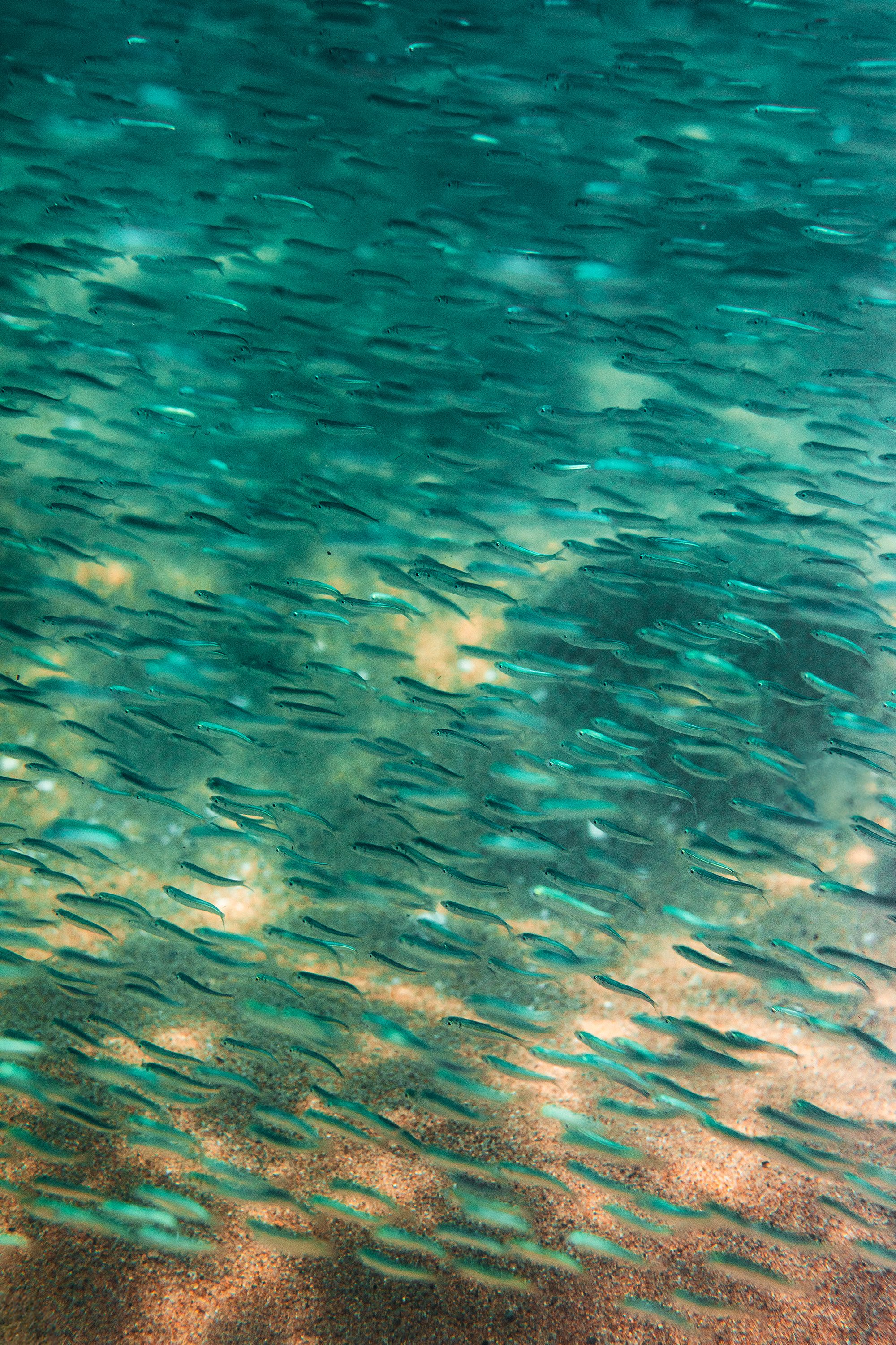 lil fishies_LMP.jpg