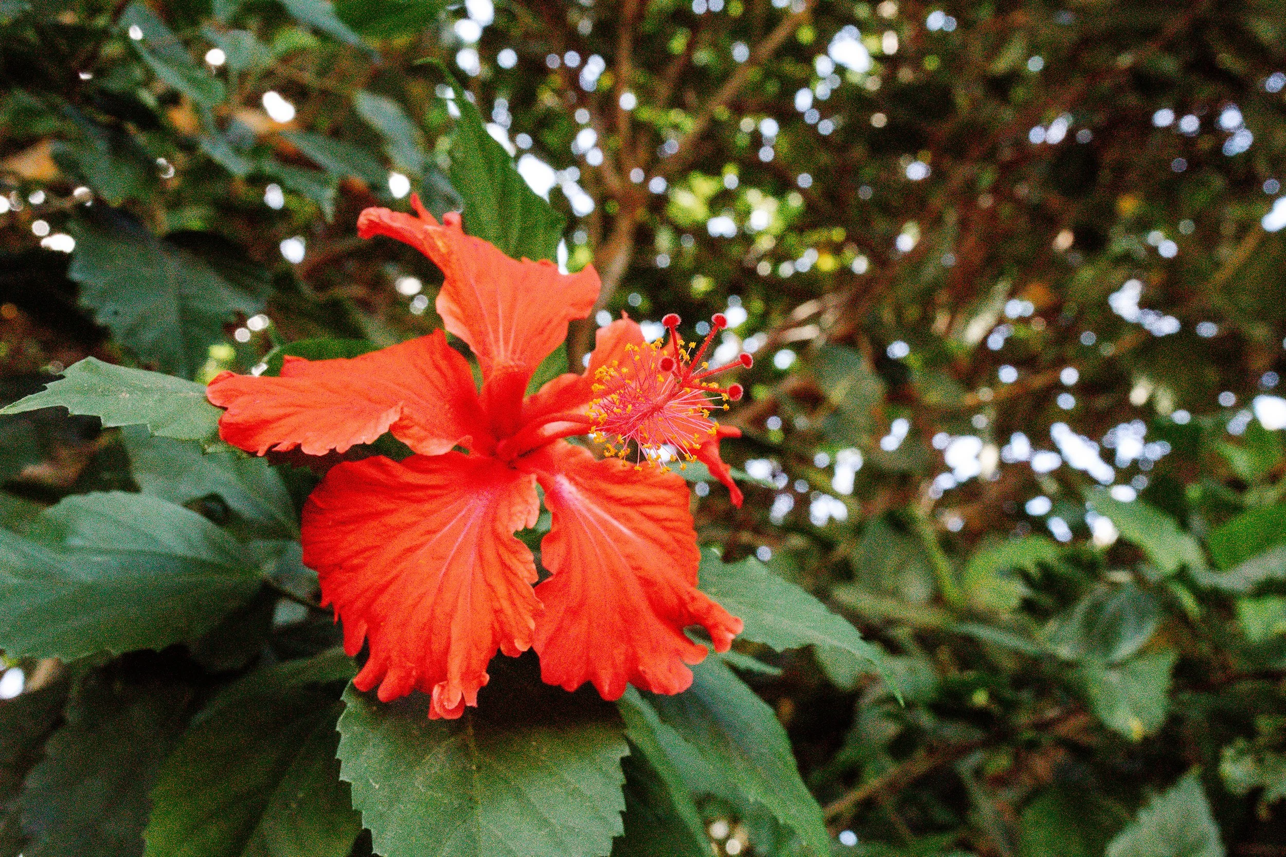 Hibiscus_LMP.jpg