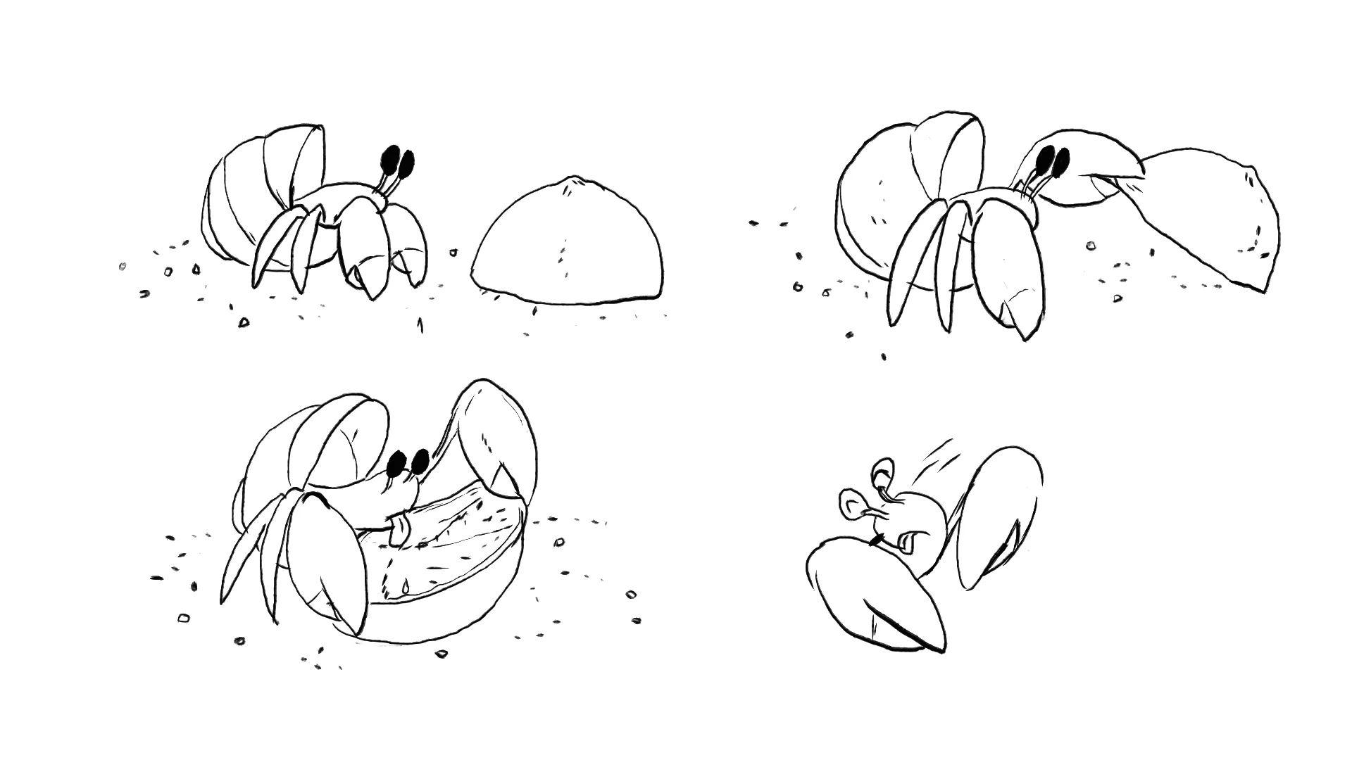 HERMIT CRAB