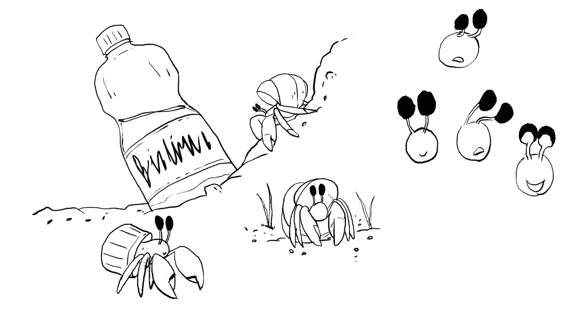 HERMIT CRAB