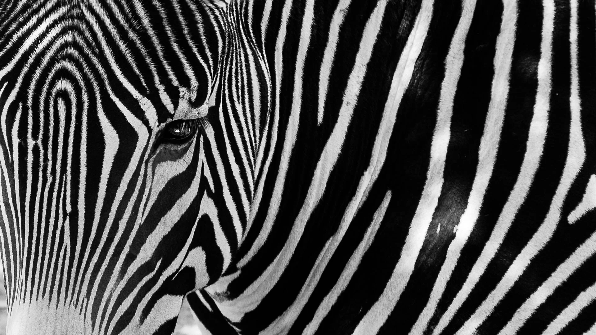 mammals-1.JPG