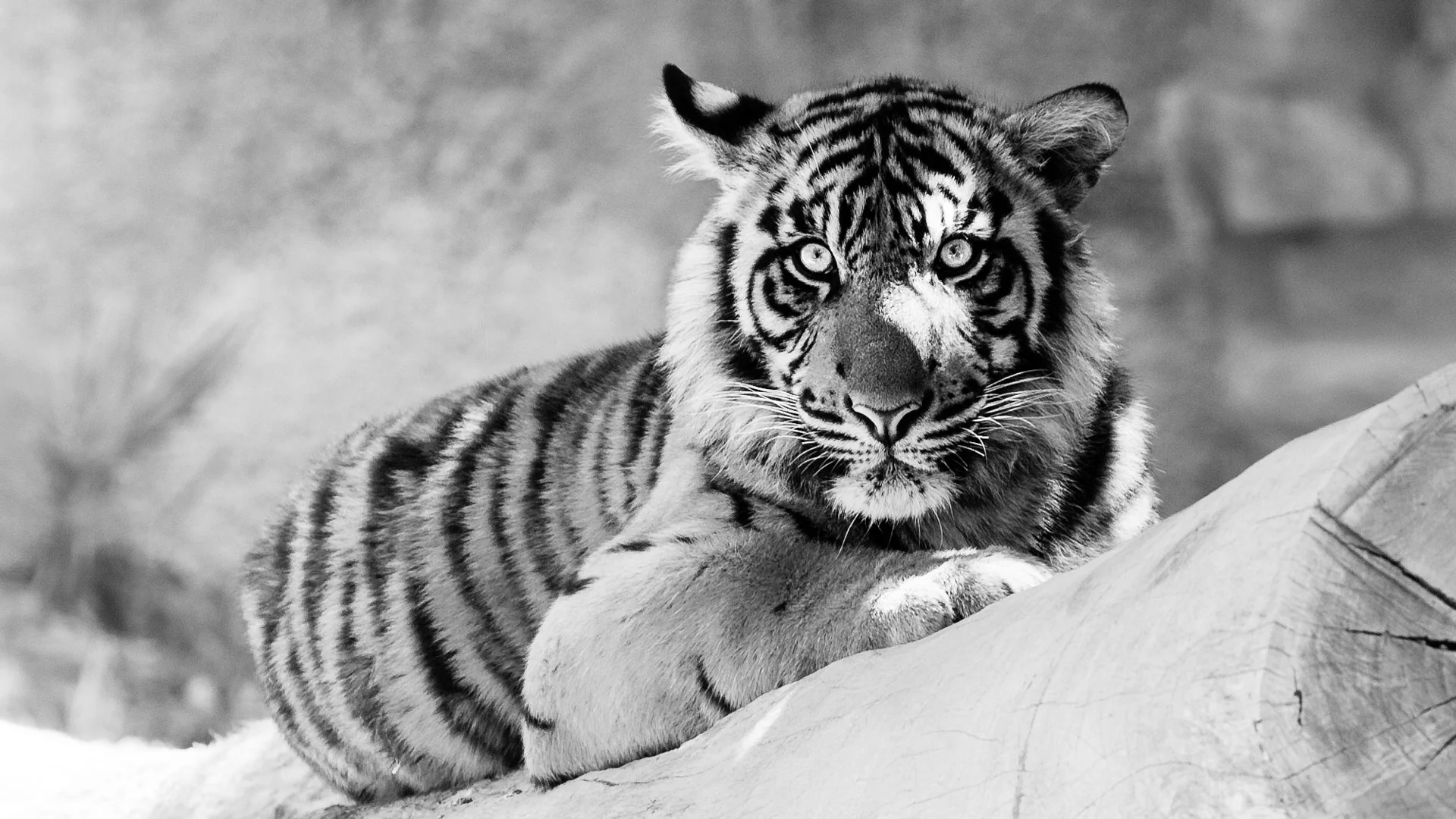 mammals-2.JPG