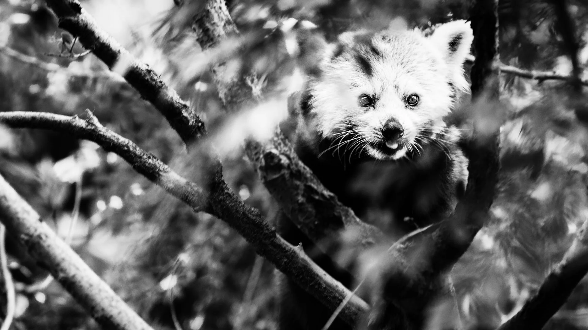 mammals-3.JPG