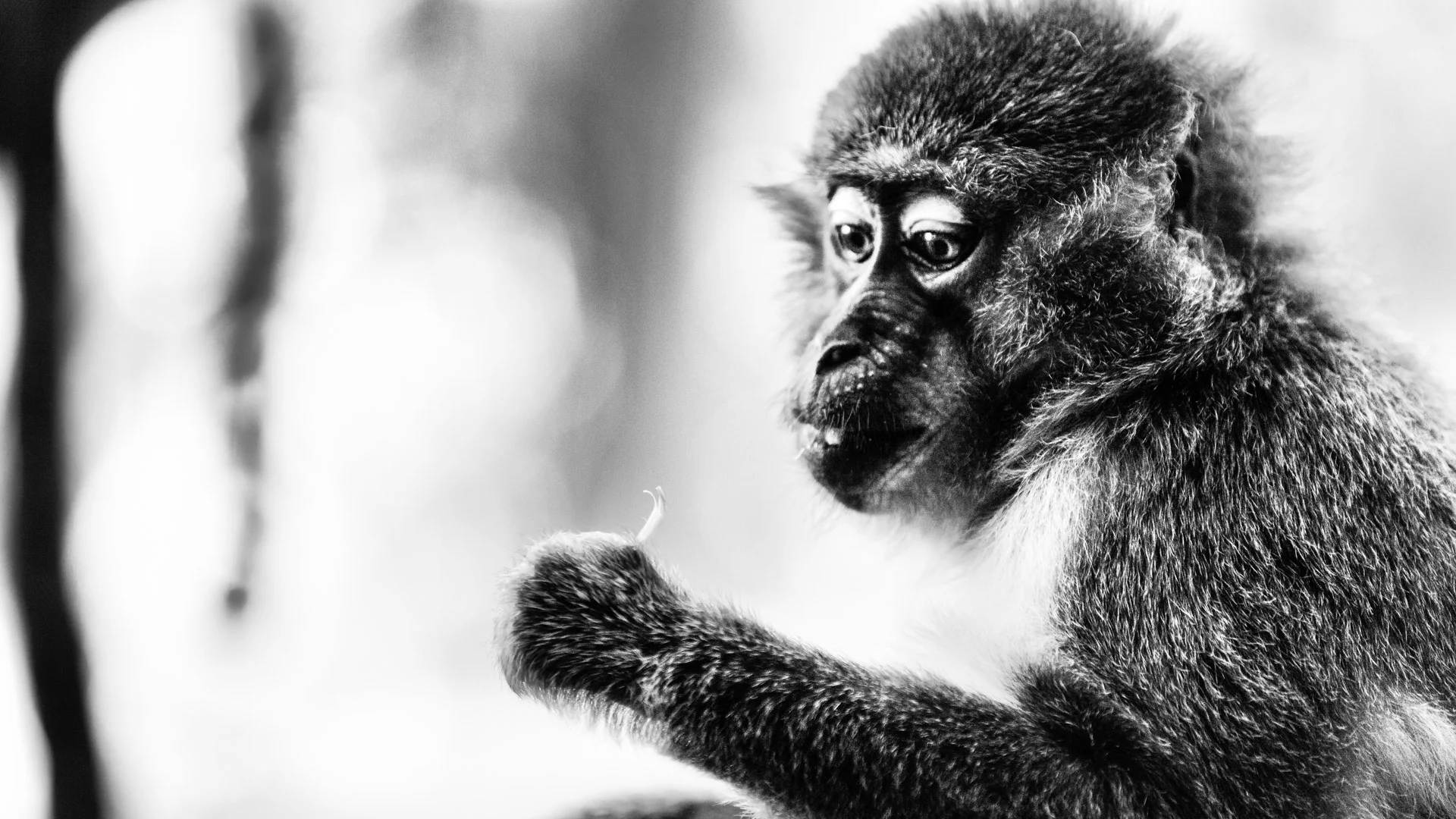 mammals-4.JPG