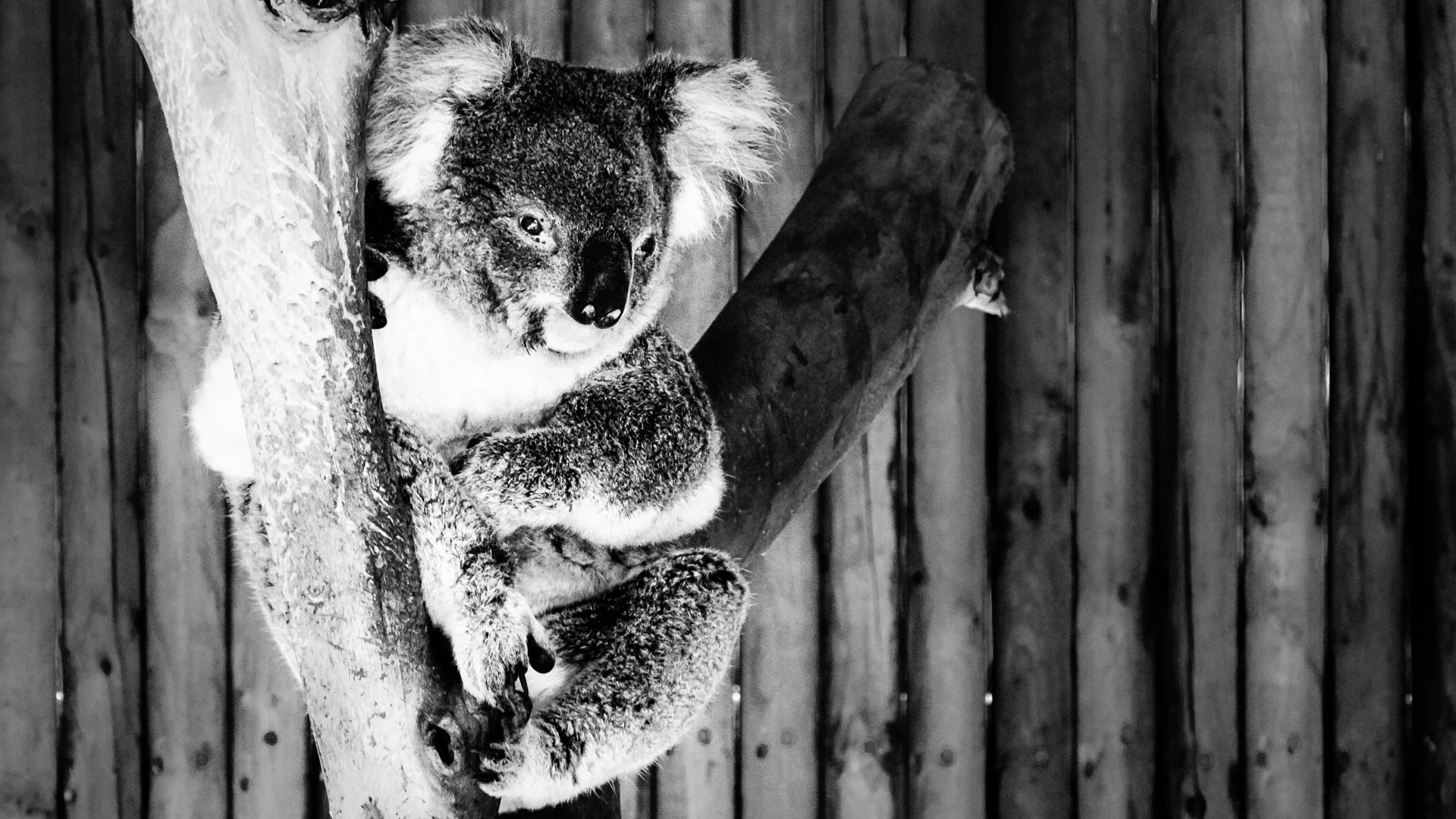 mammals-5.JPG