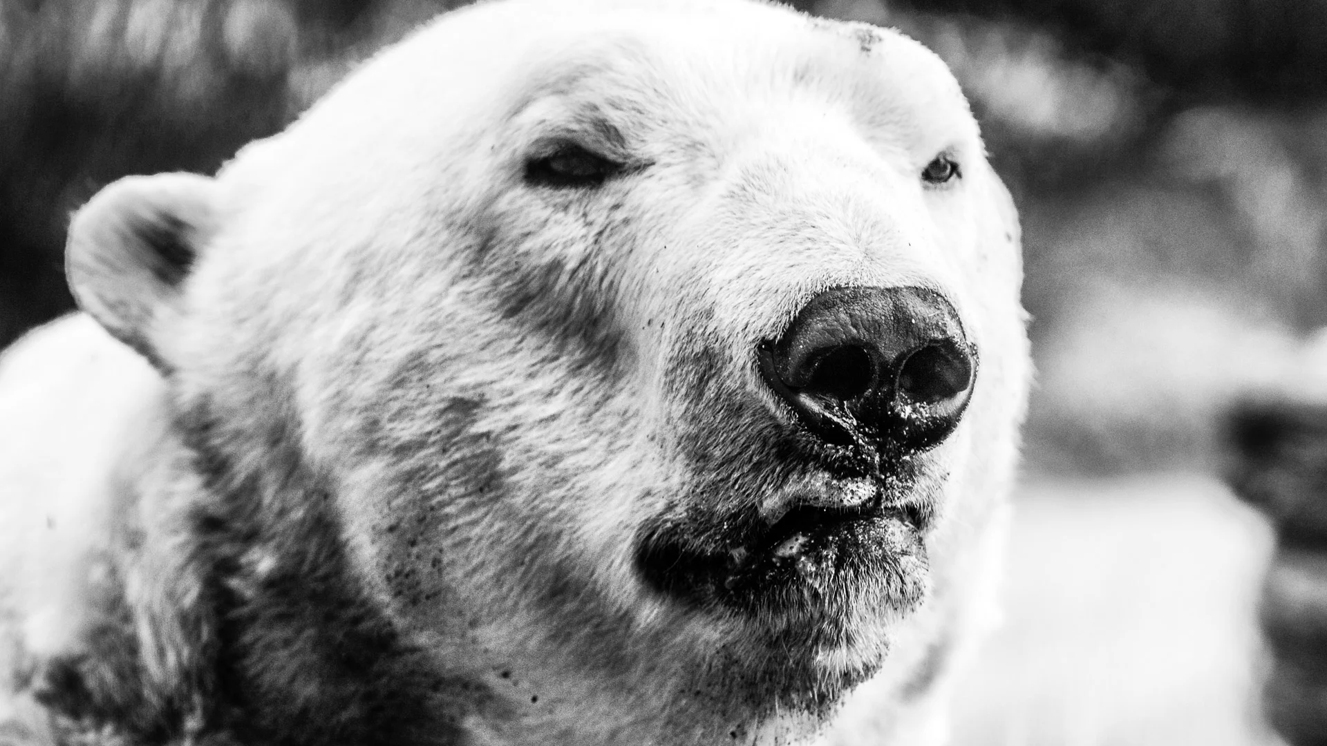 mammals-6.JPG