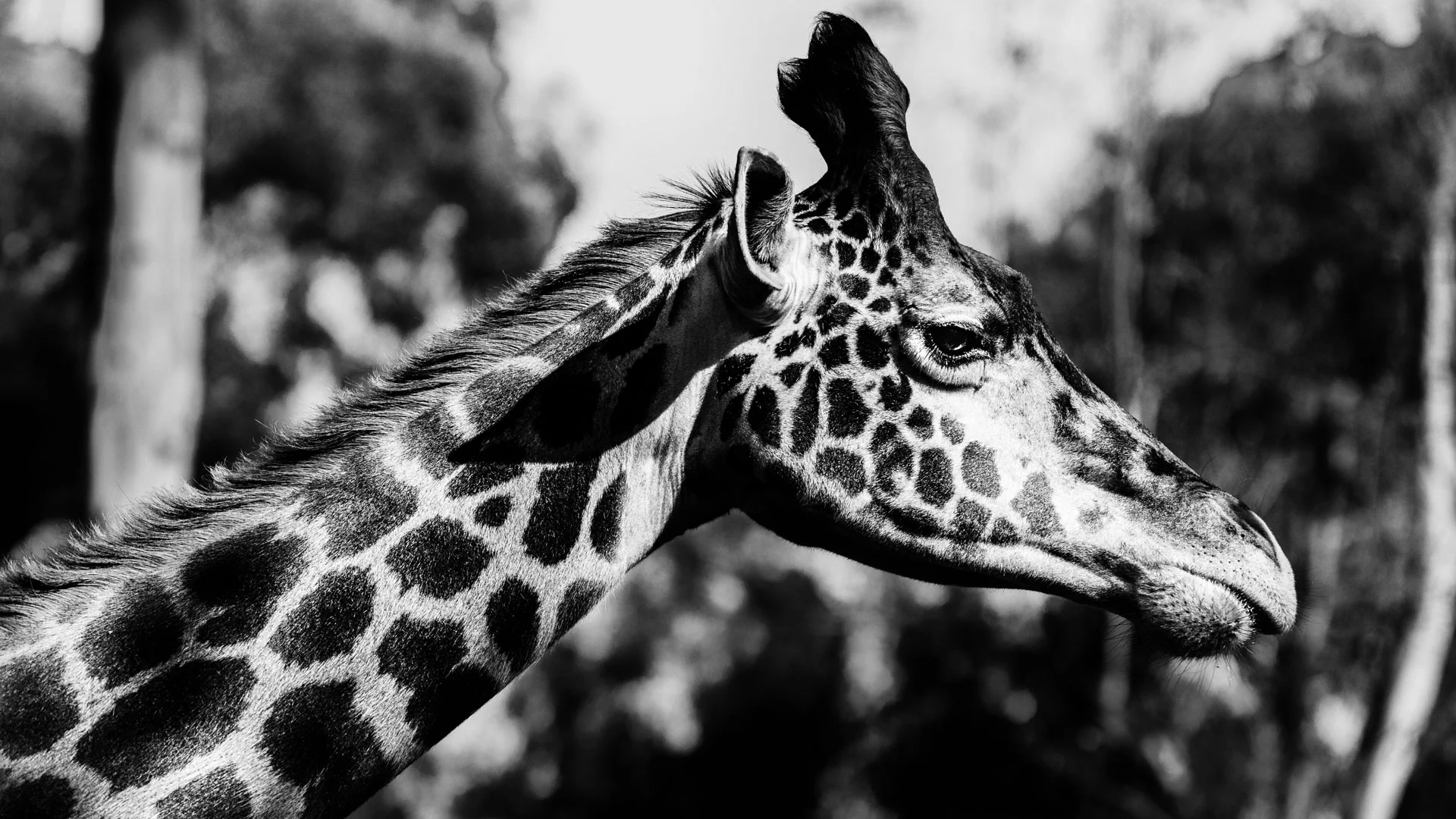 mammals-7.JPG