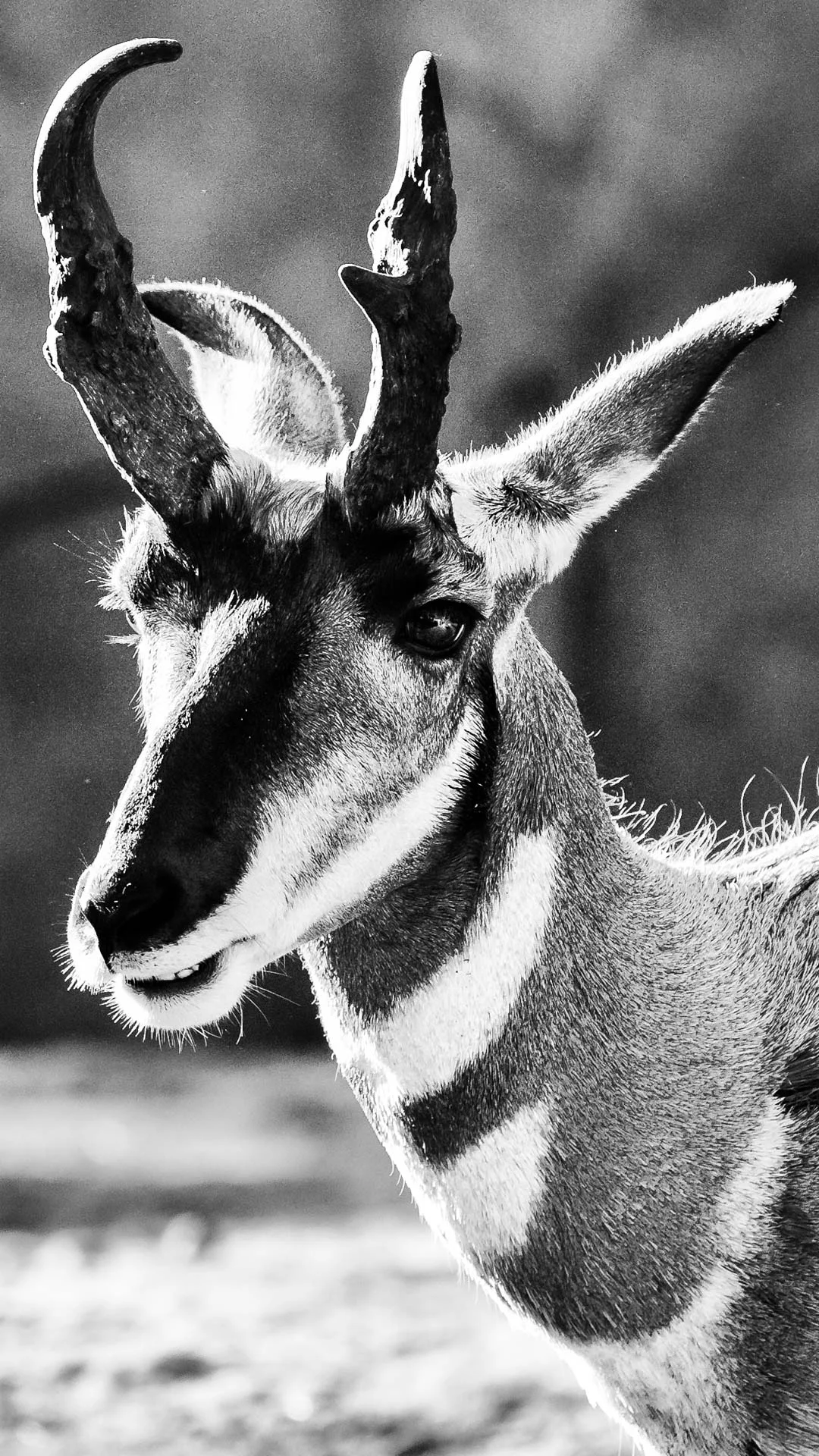 mammals-8.JPG