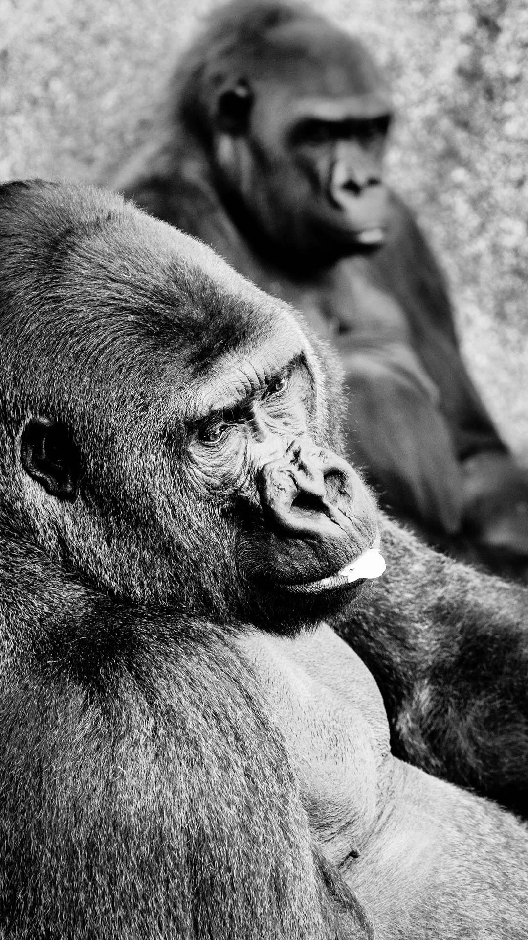 mammals-9.JPG