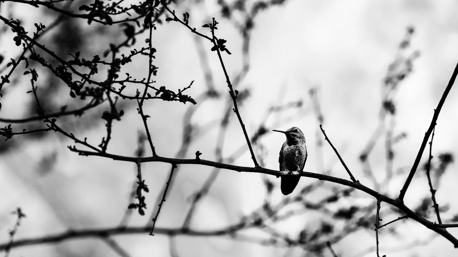 birds-1.JPG