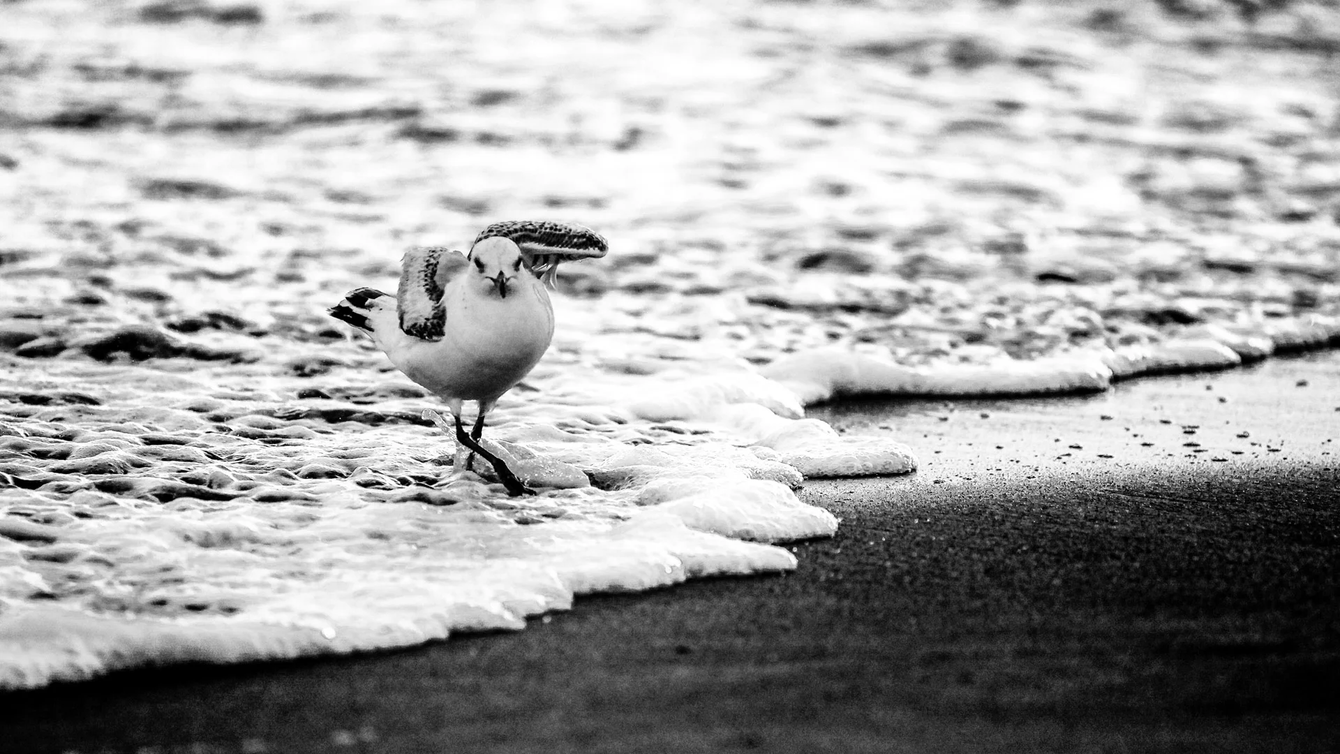 birds-2.JPG