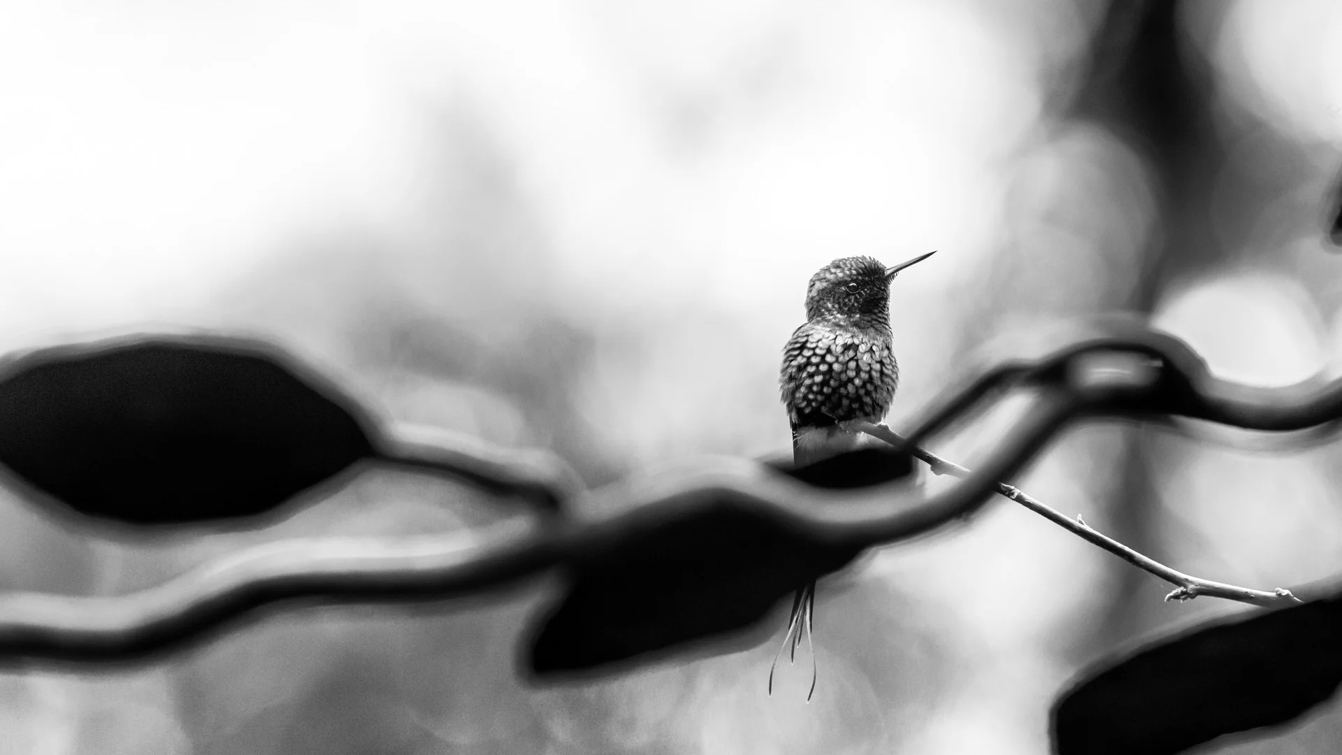 birds-3.JPG
