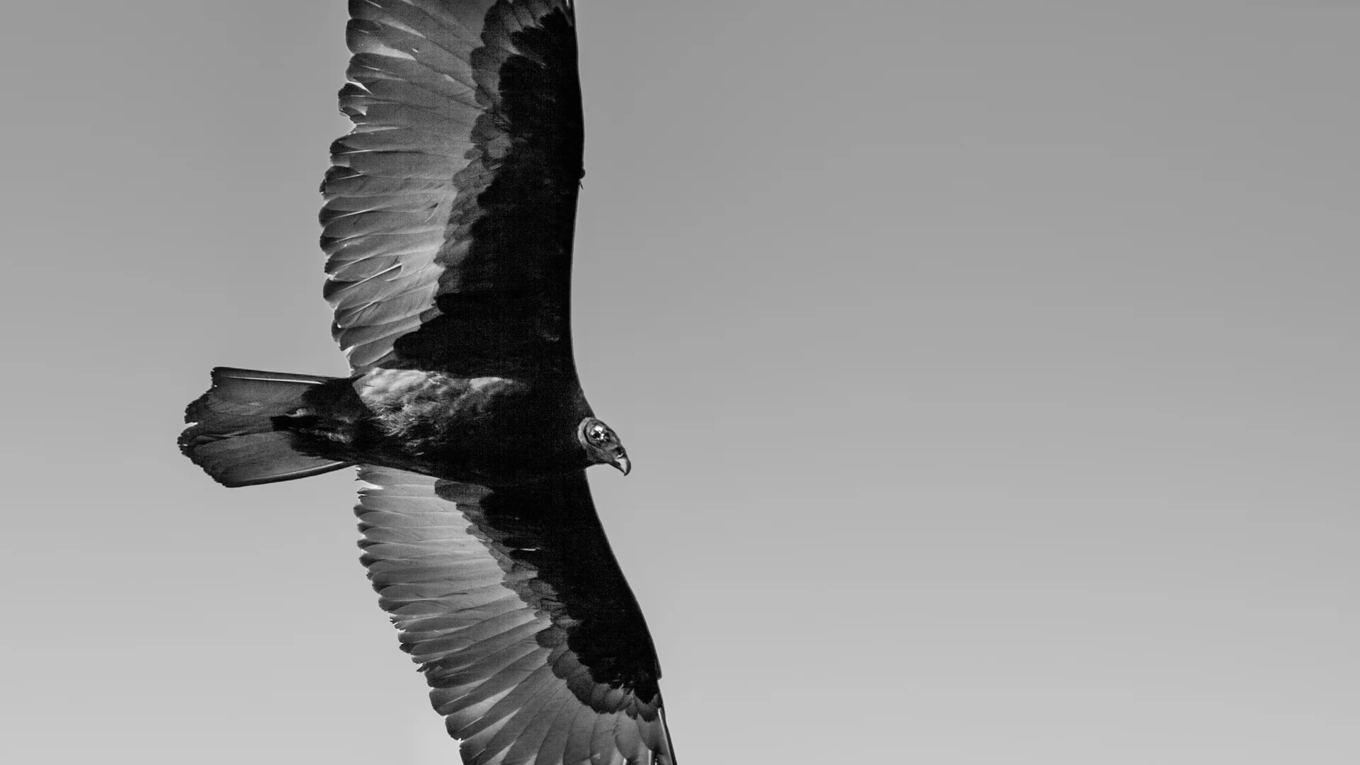 birds-4.JPG
