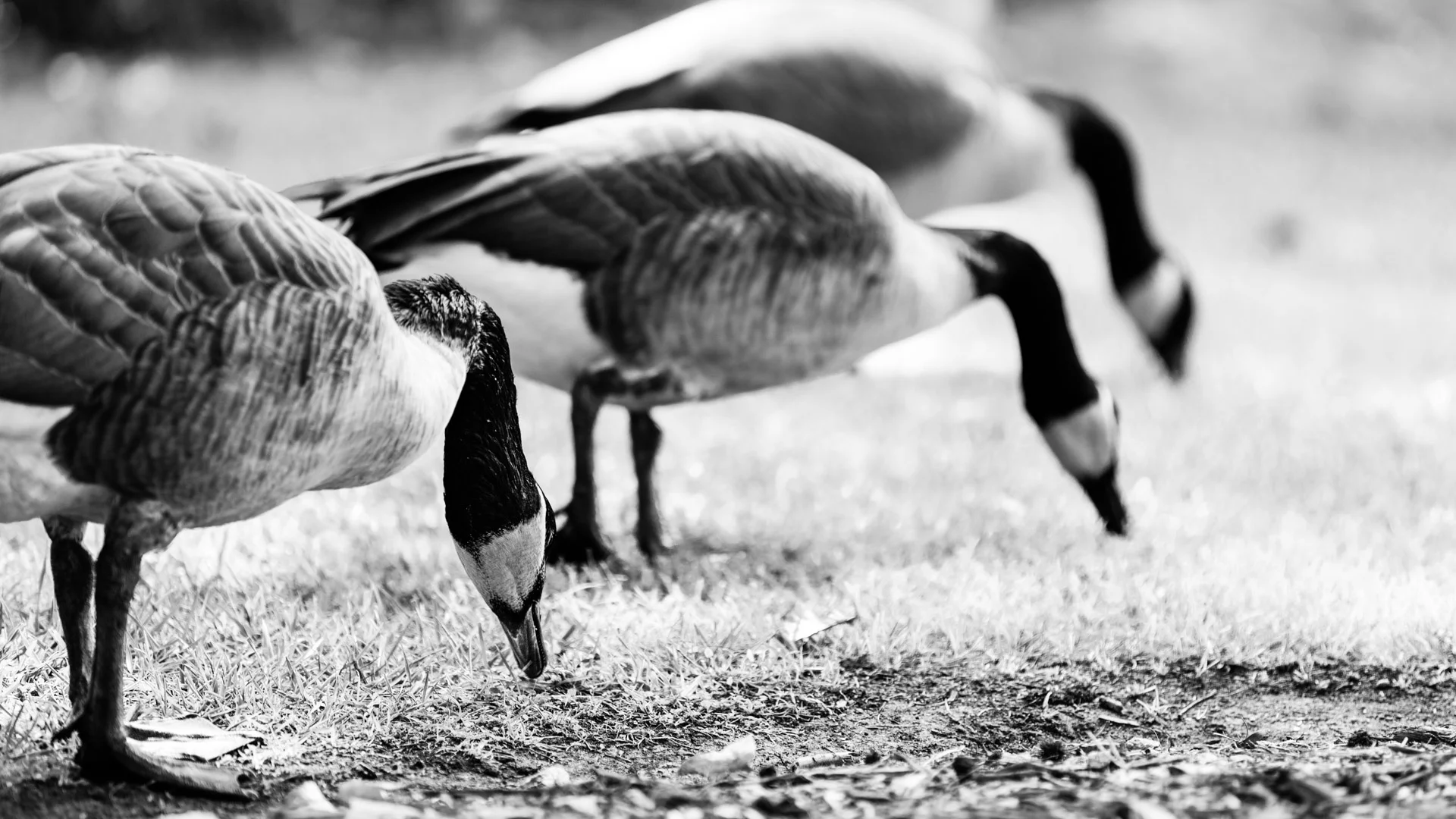 birds-6.JPG