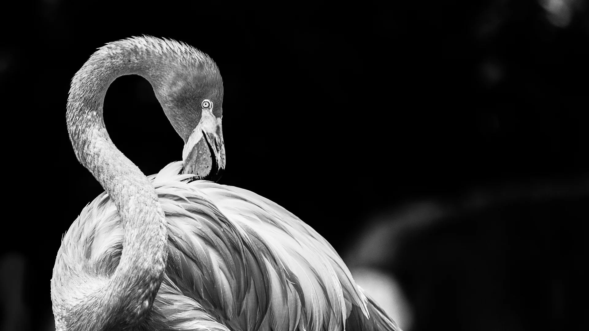 birds-7.JPG