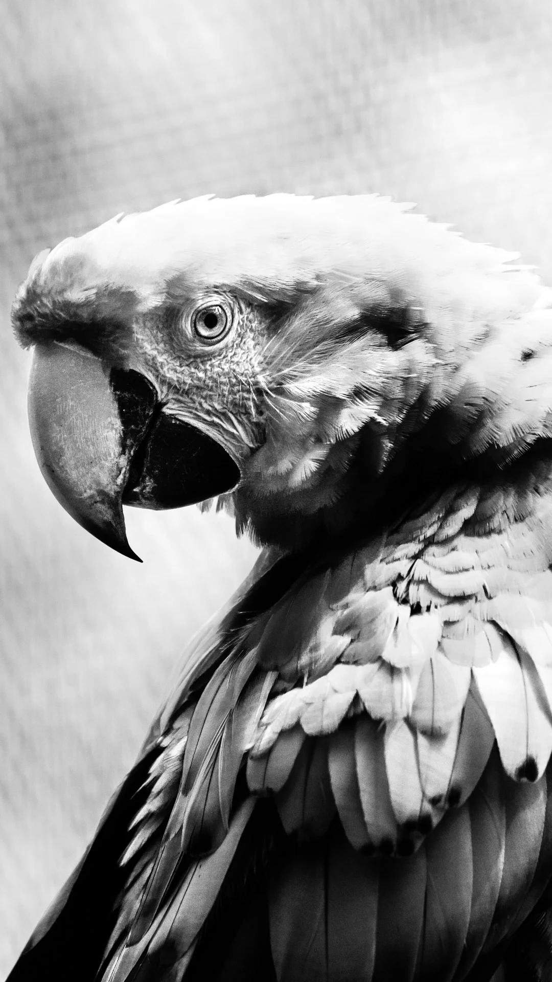 birds-8.JPG