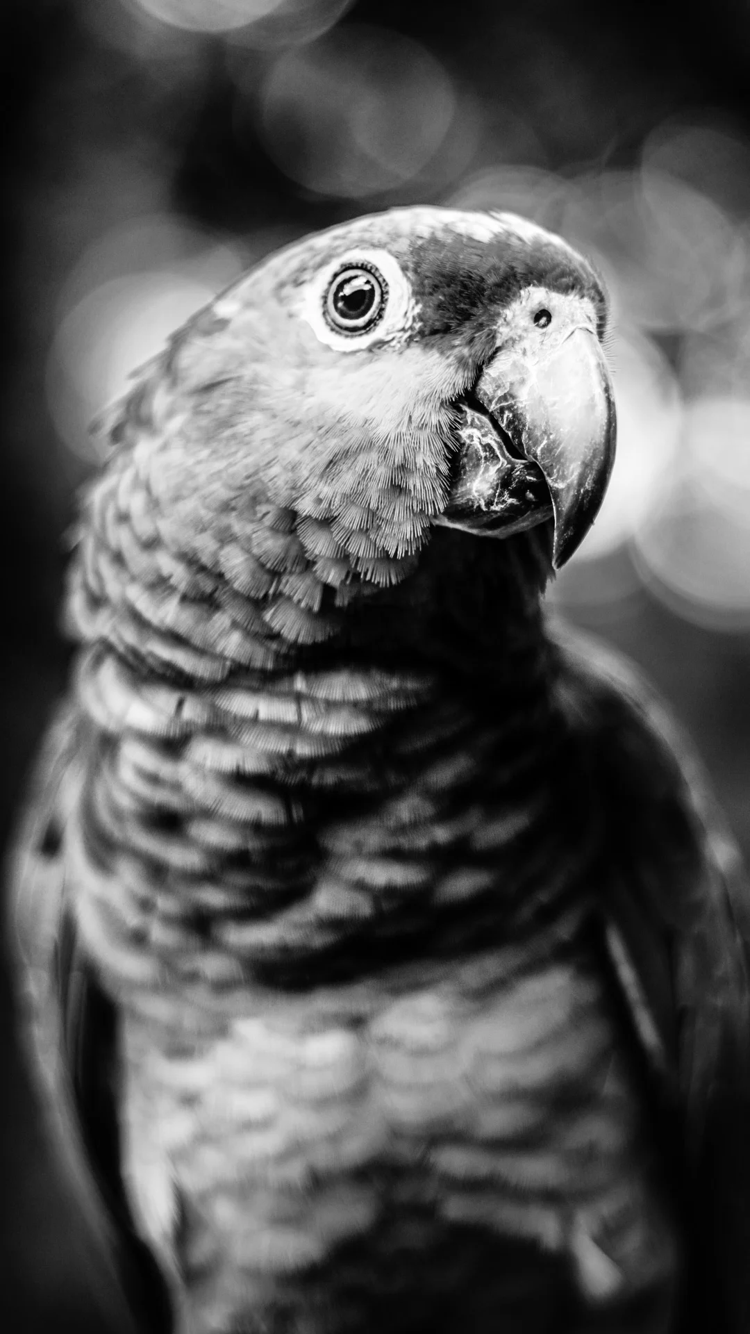 birds-9.JPG